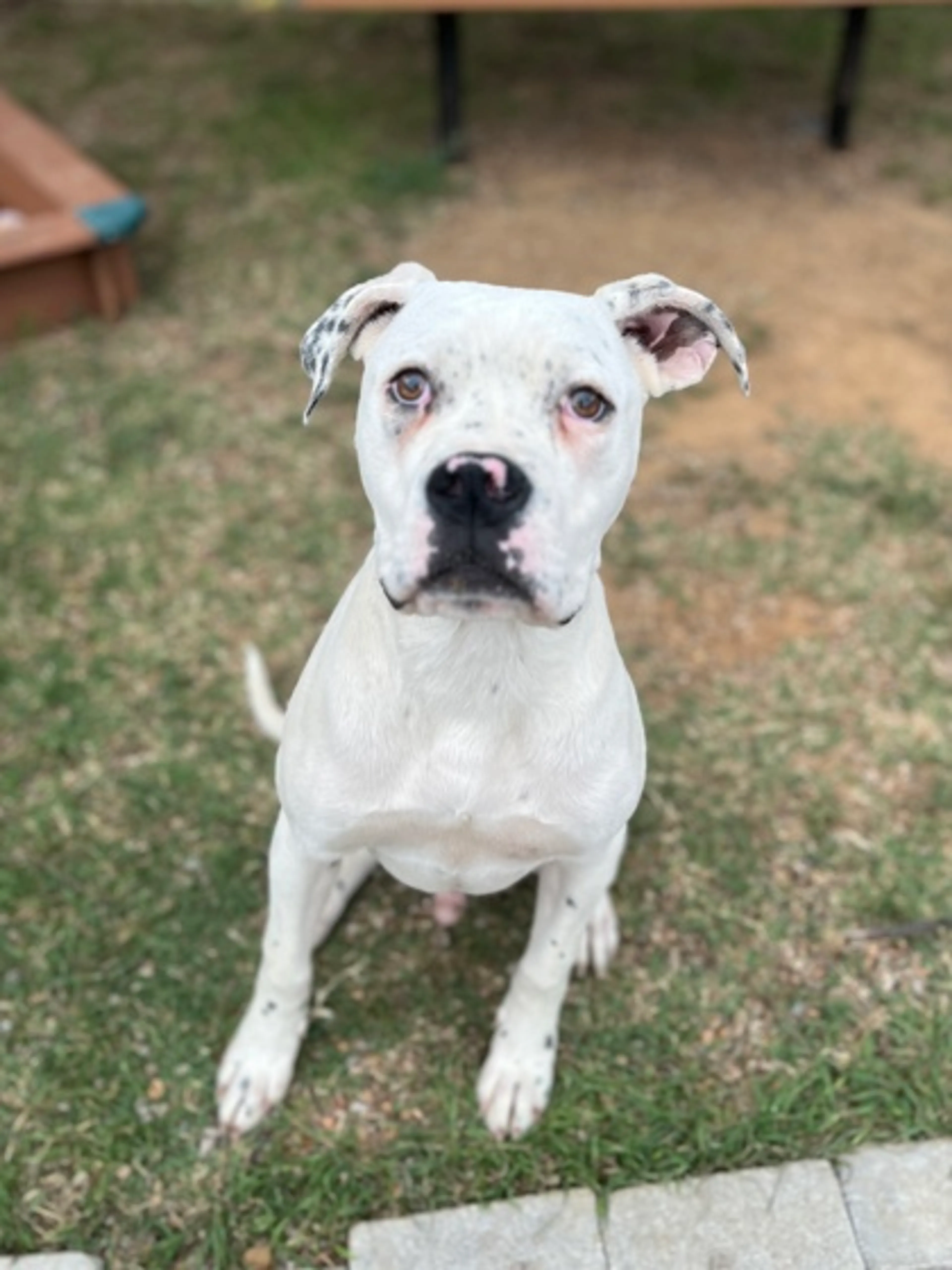 Found pet-1