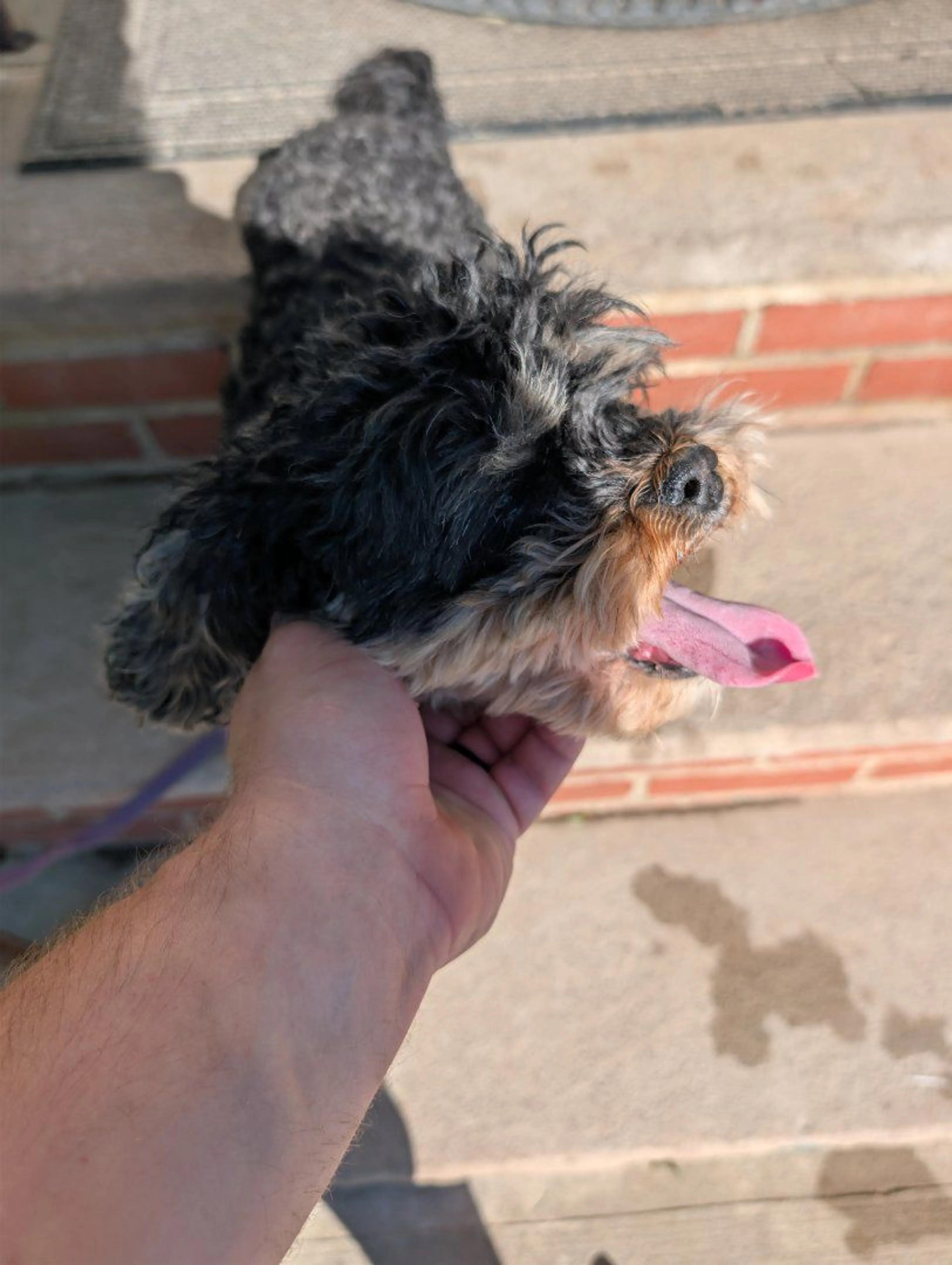 Lost pet-2