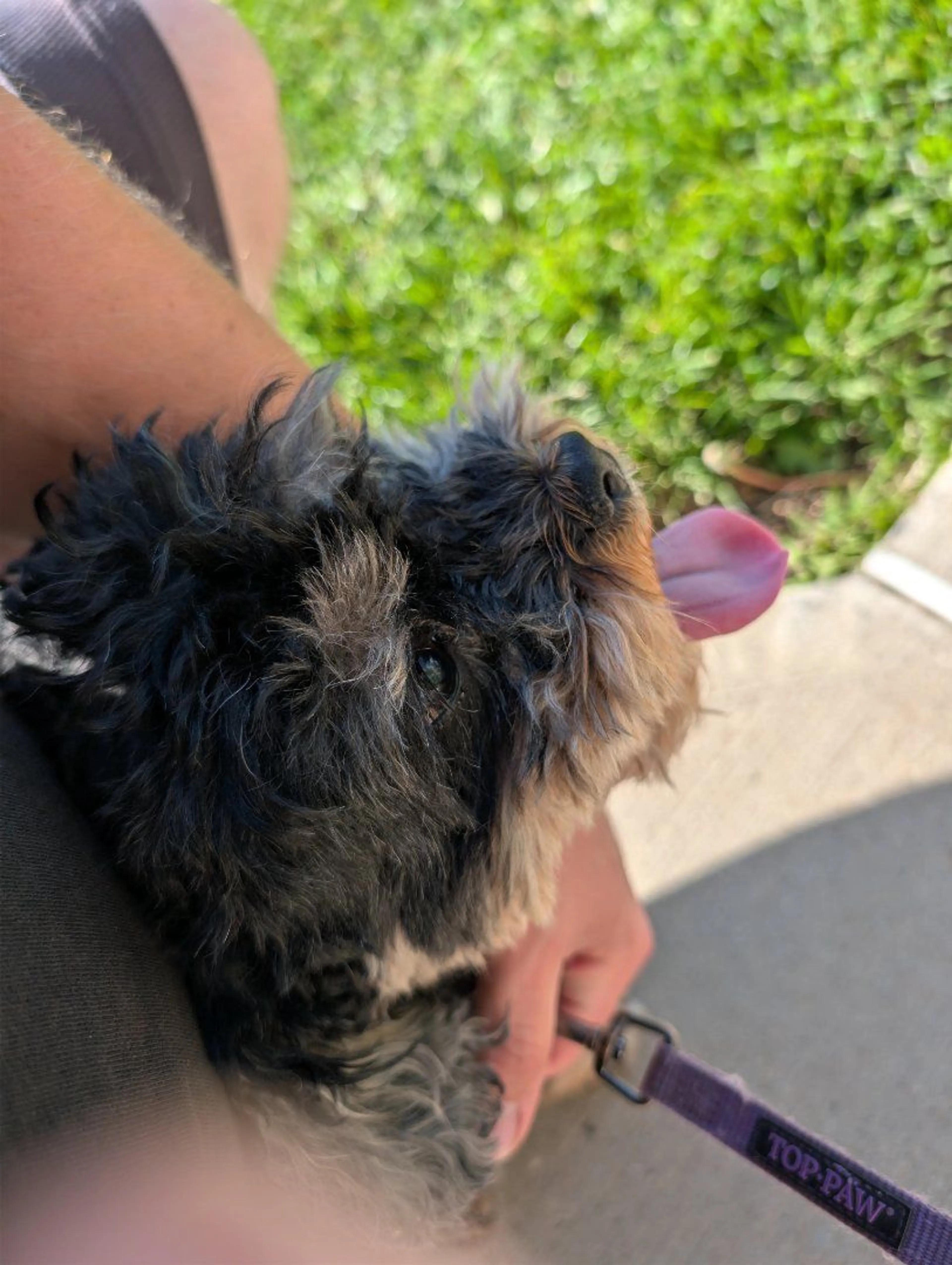 Lost pet-0
