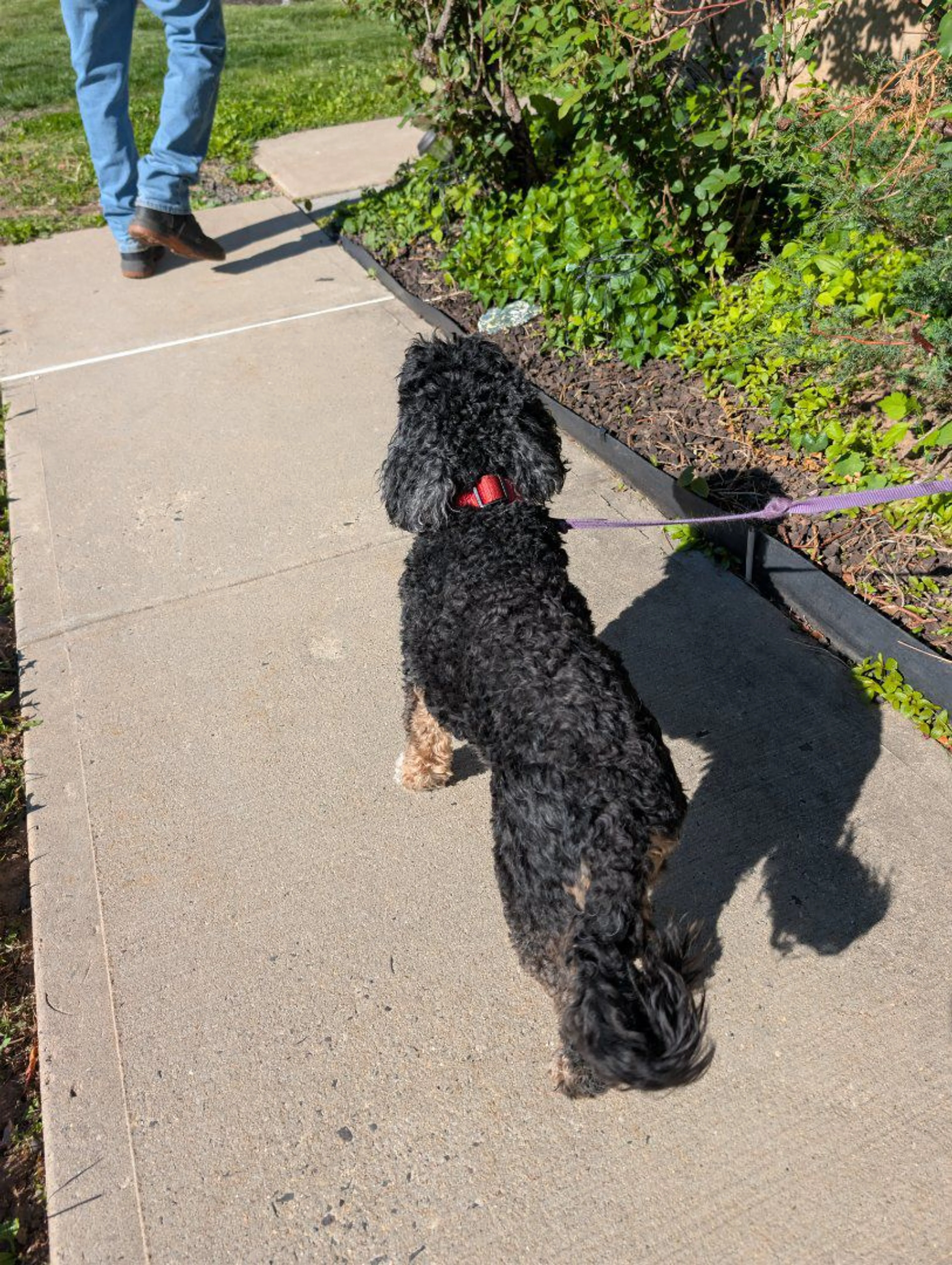 Lost pet-1
