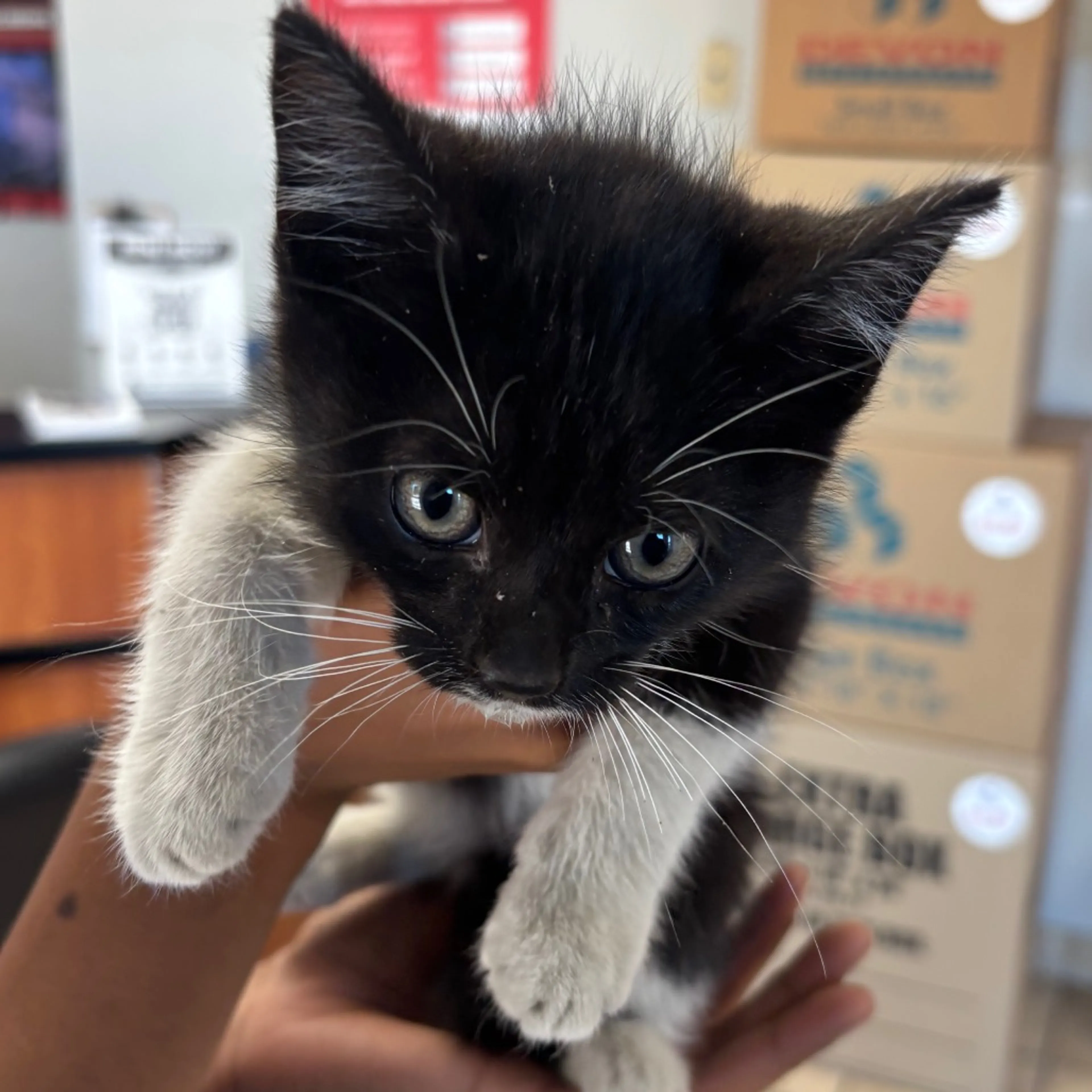 Found pet