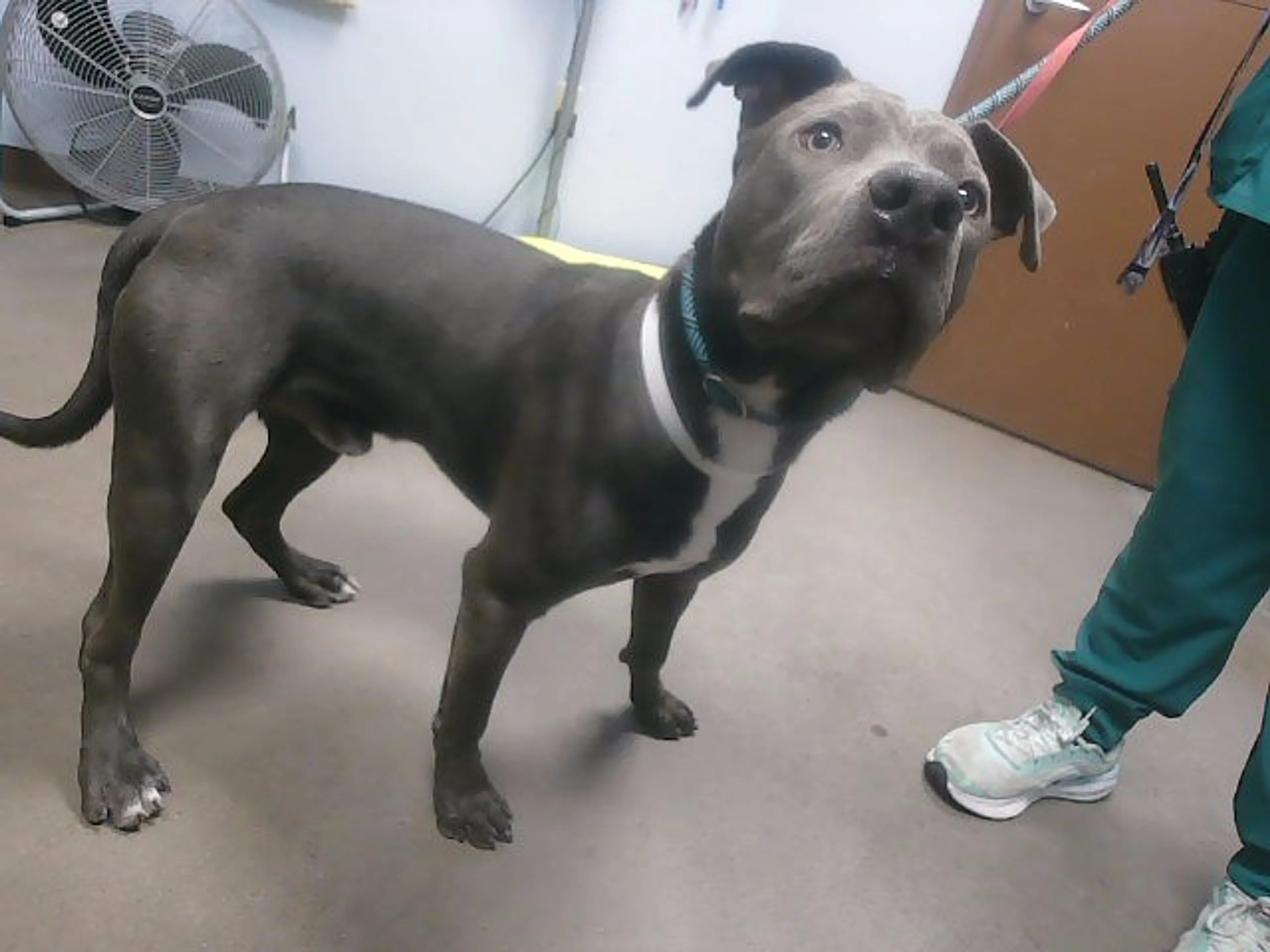 Found pet