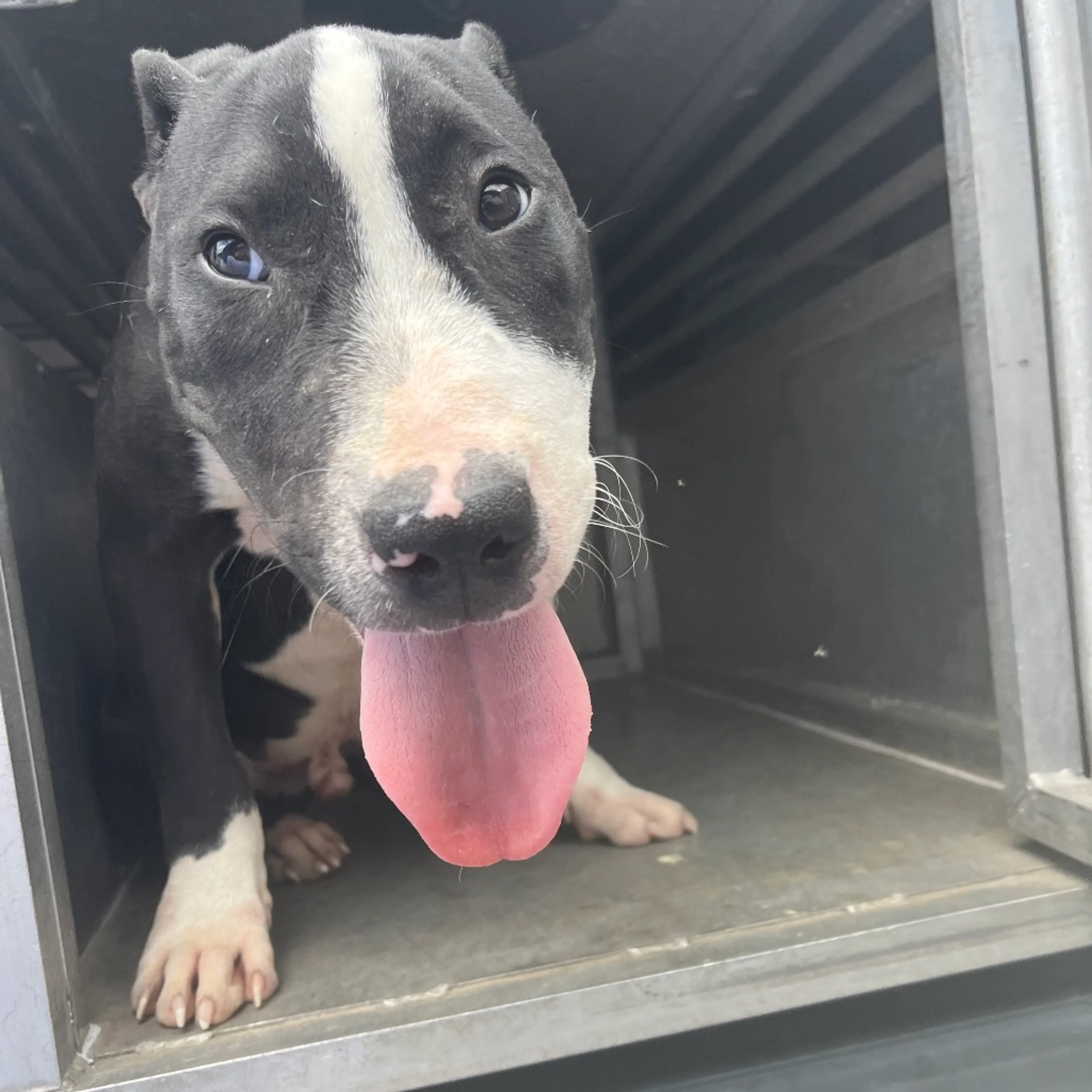 Found pet-1