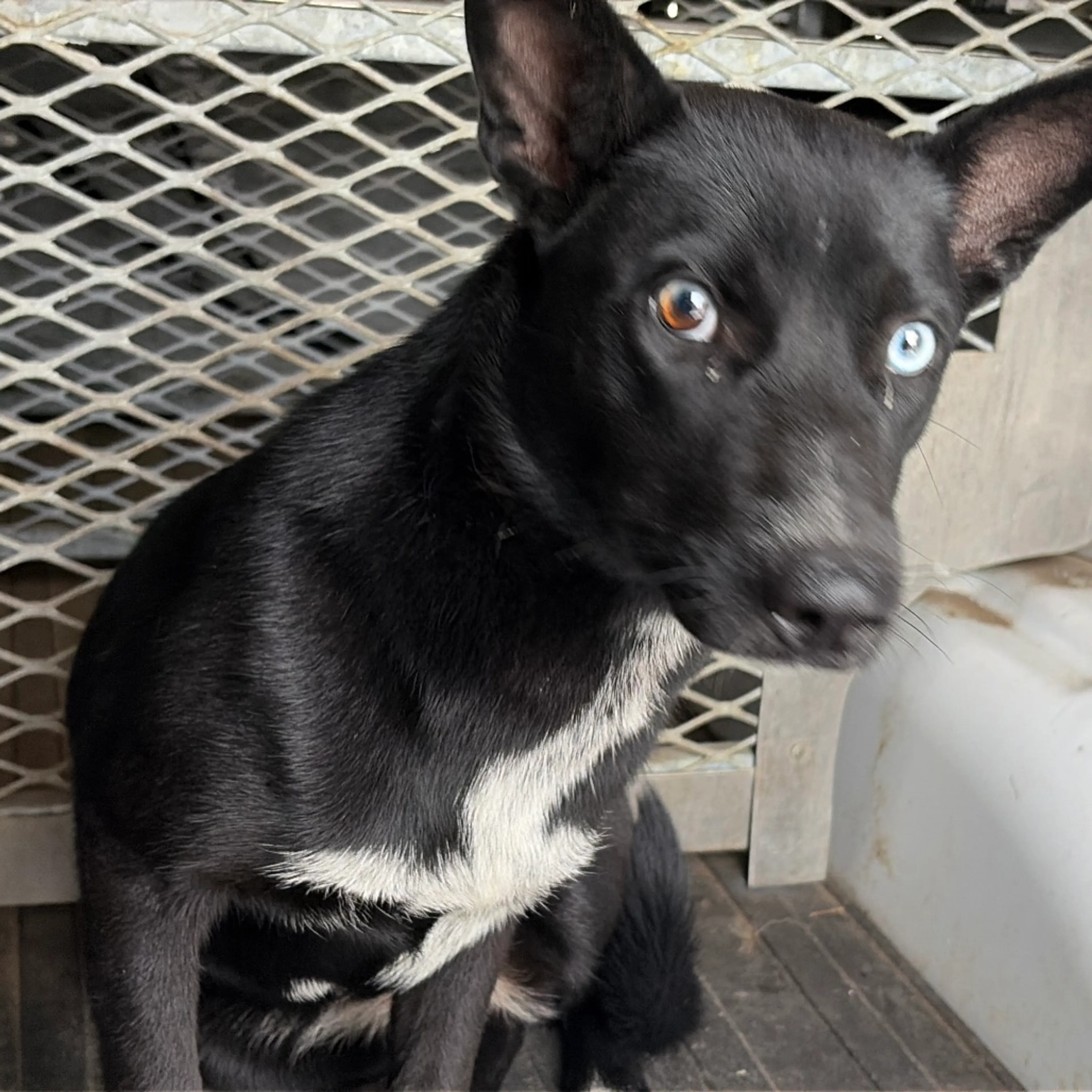 Found pet-1