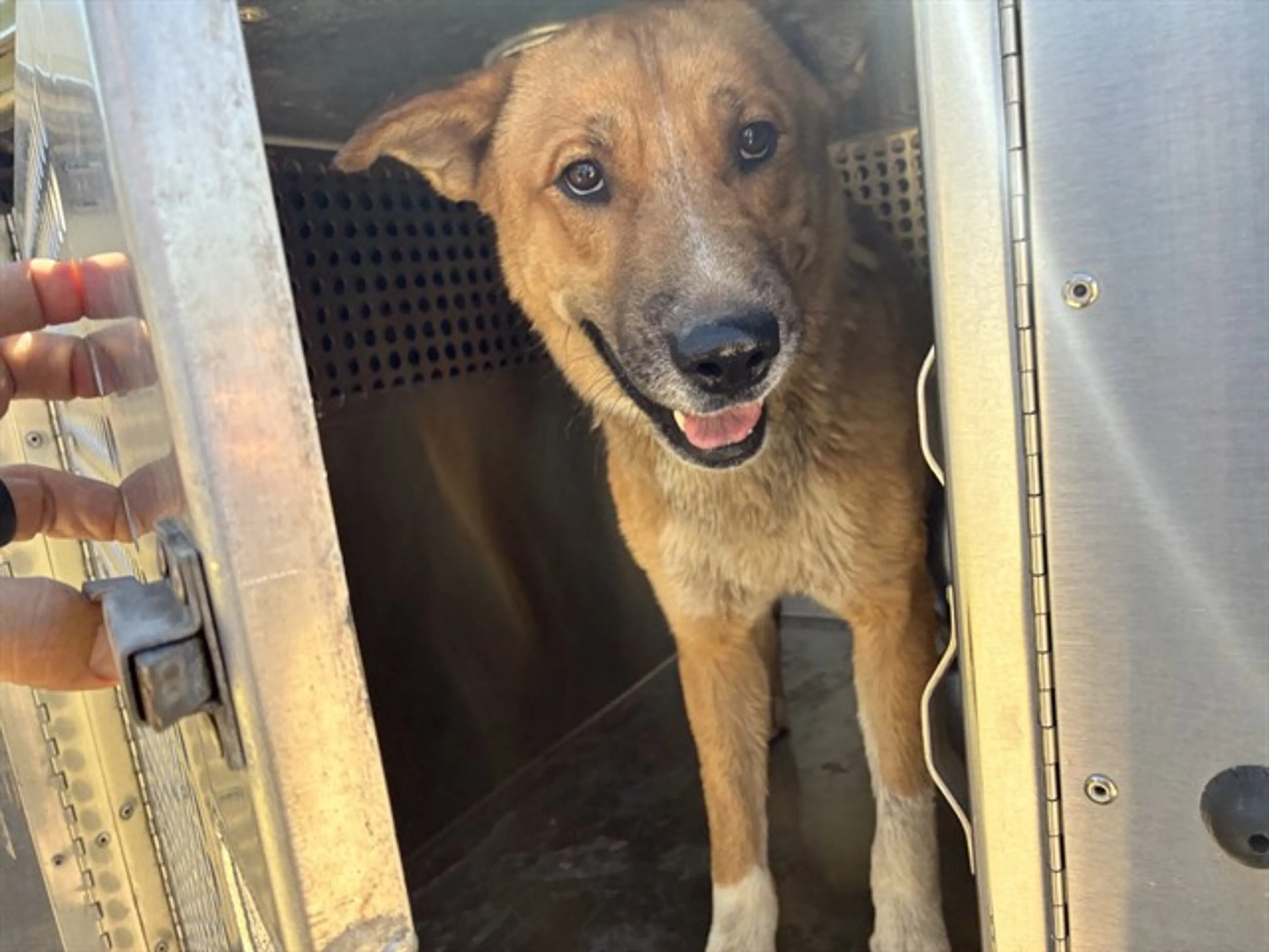 Found pet
