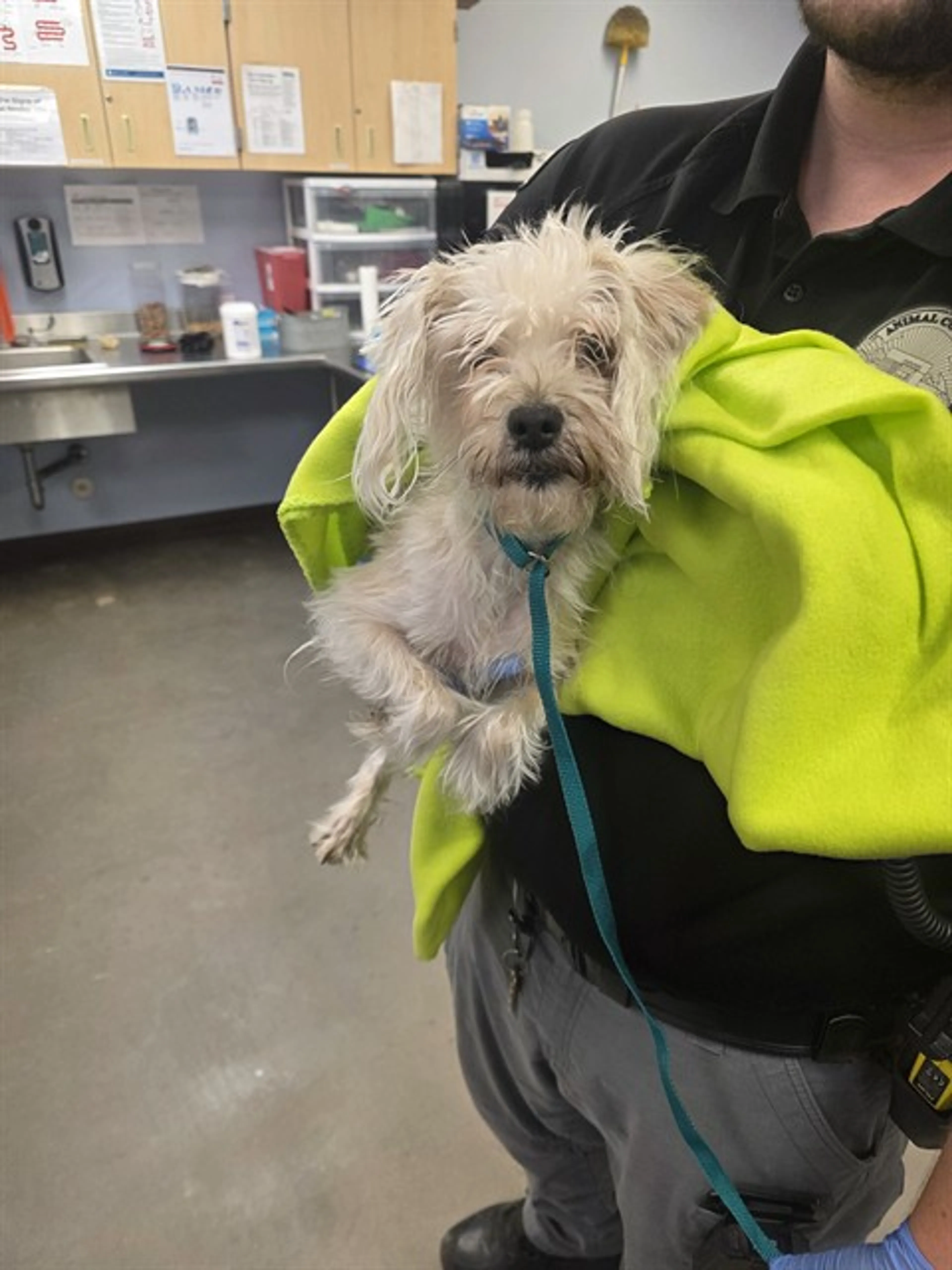 Found pet