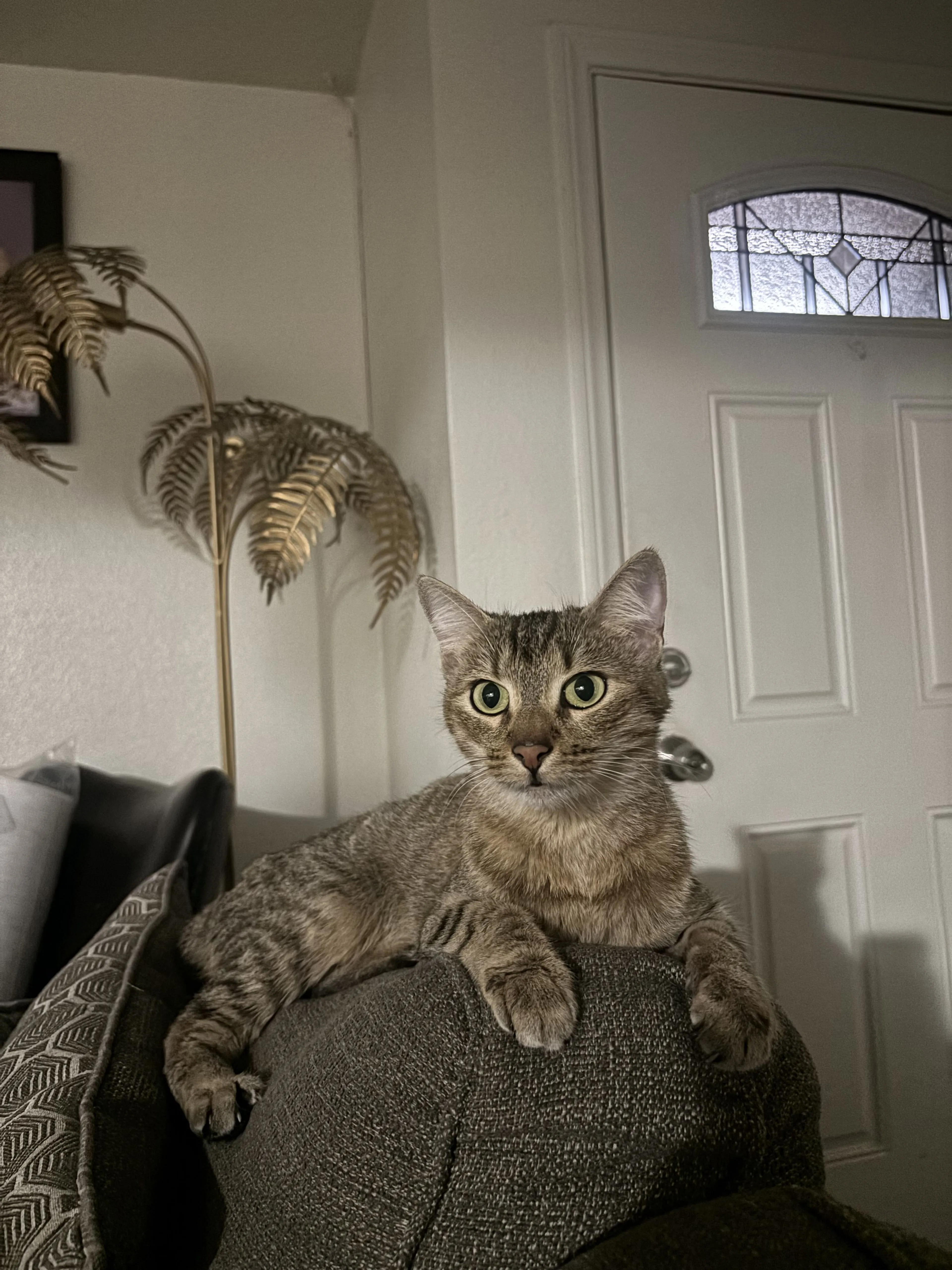 Lost pet