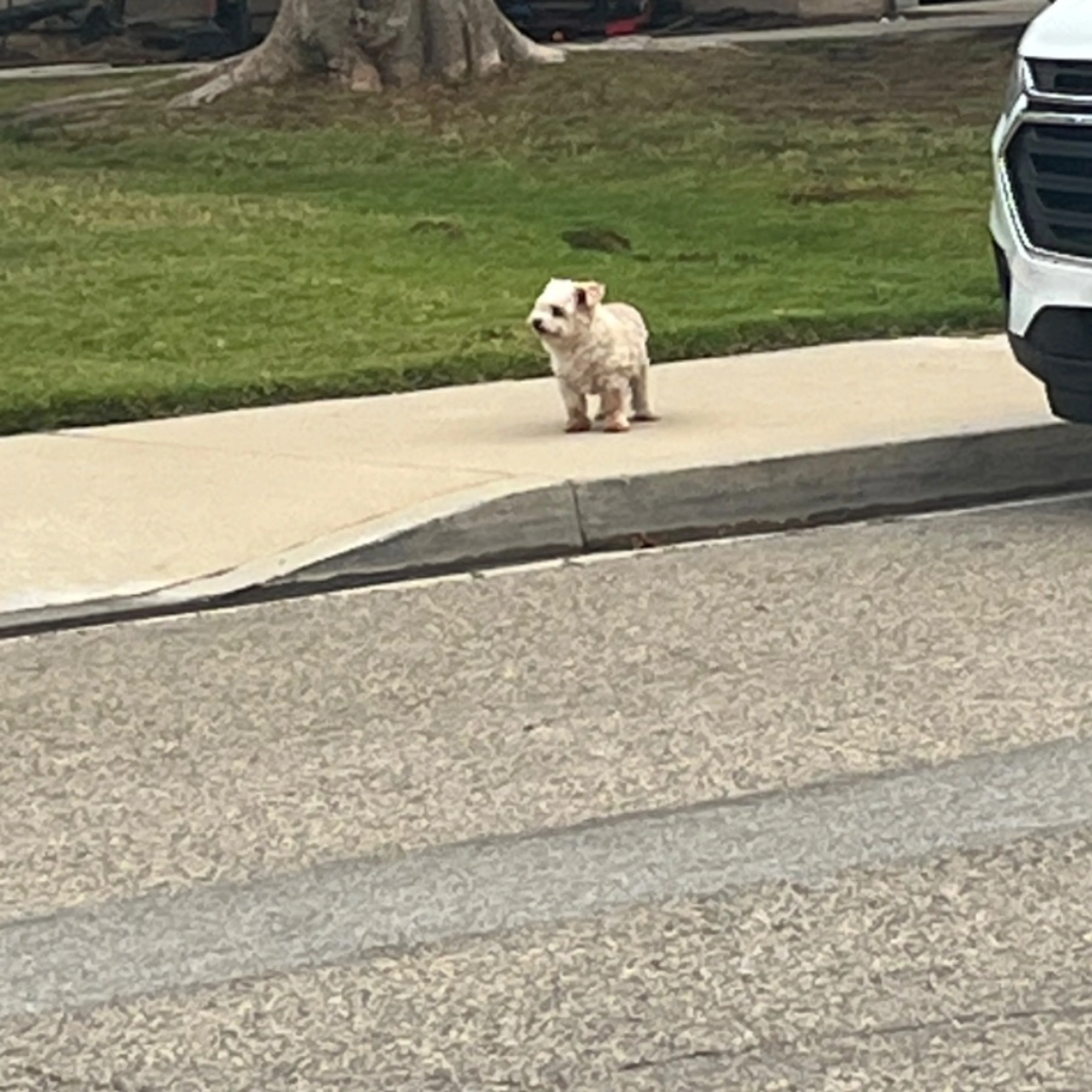 Found pet