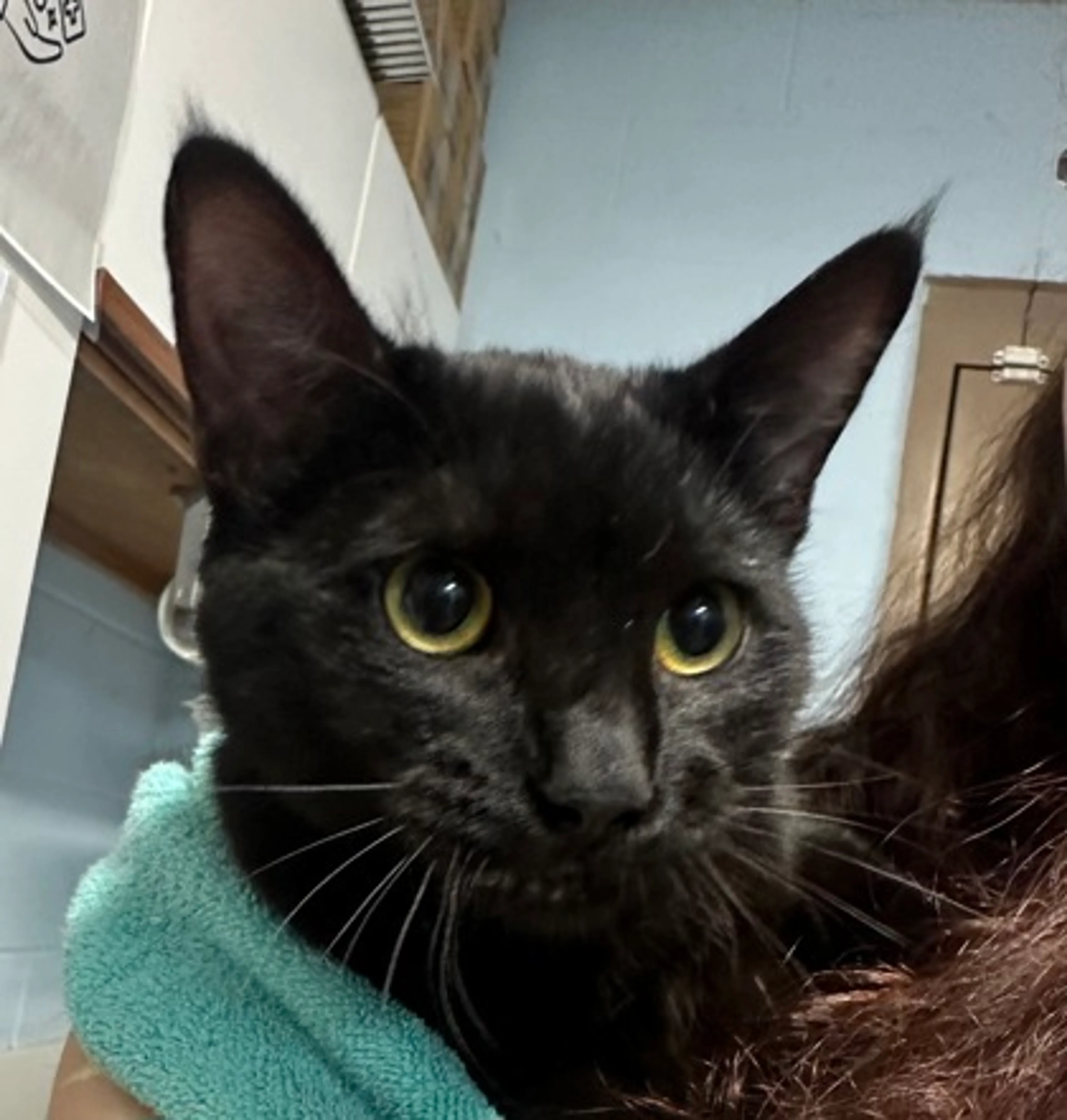 Found pet