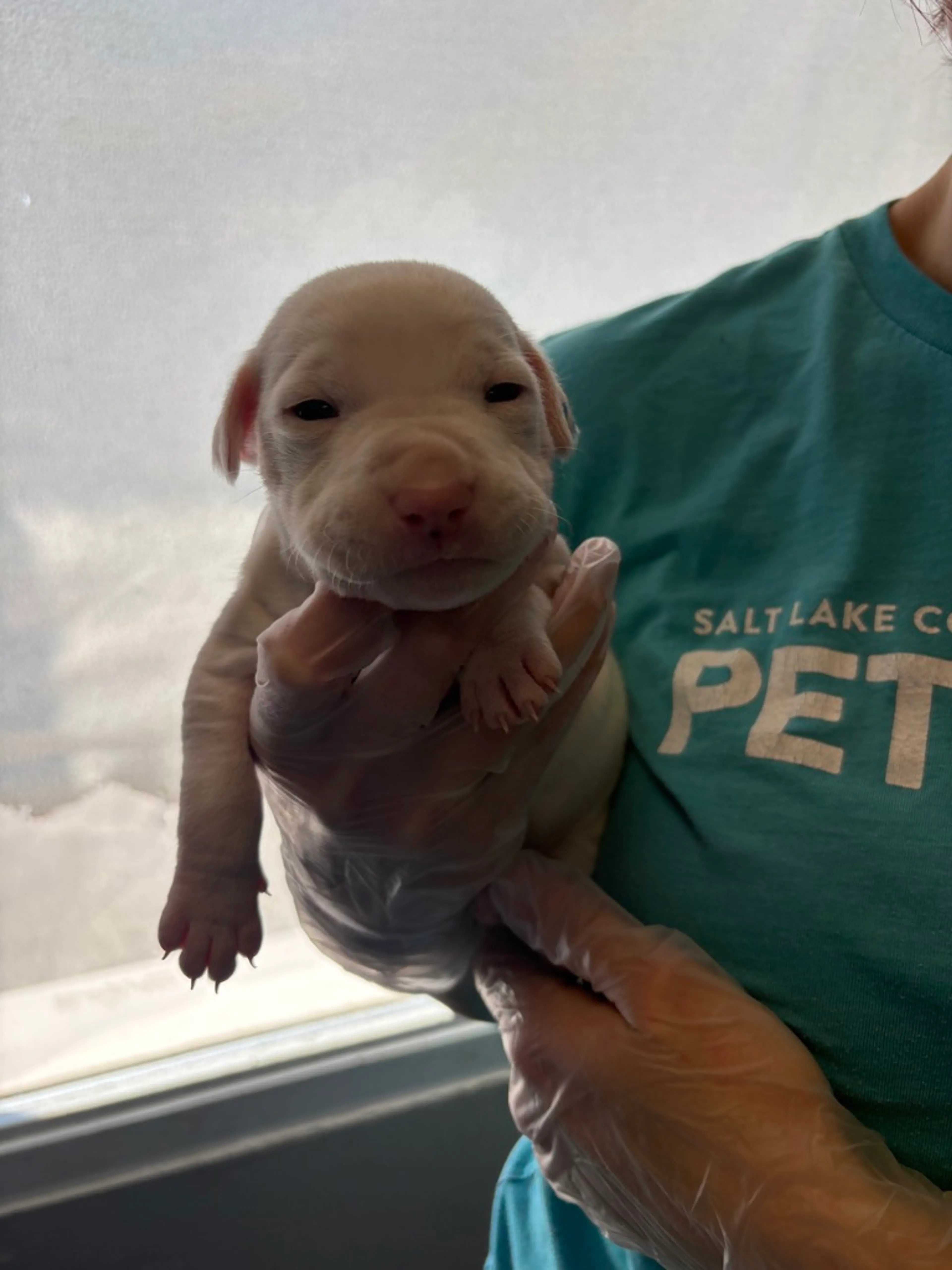 Found pet
