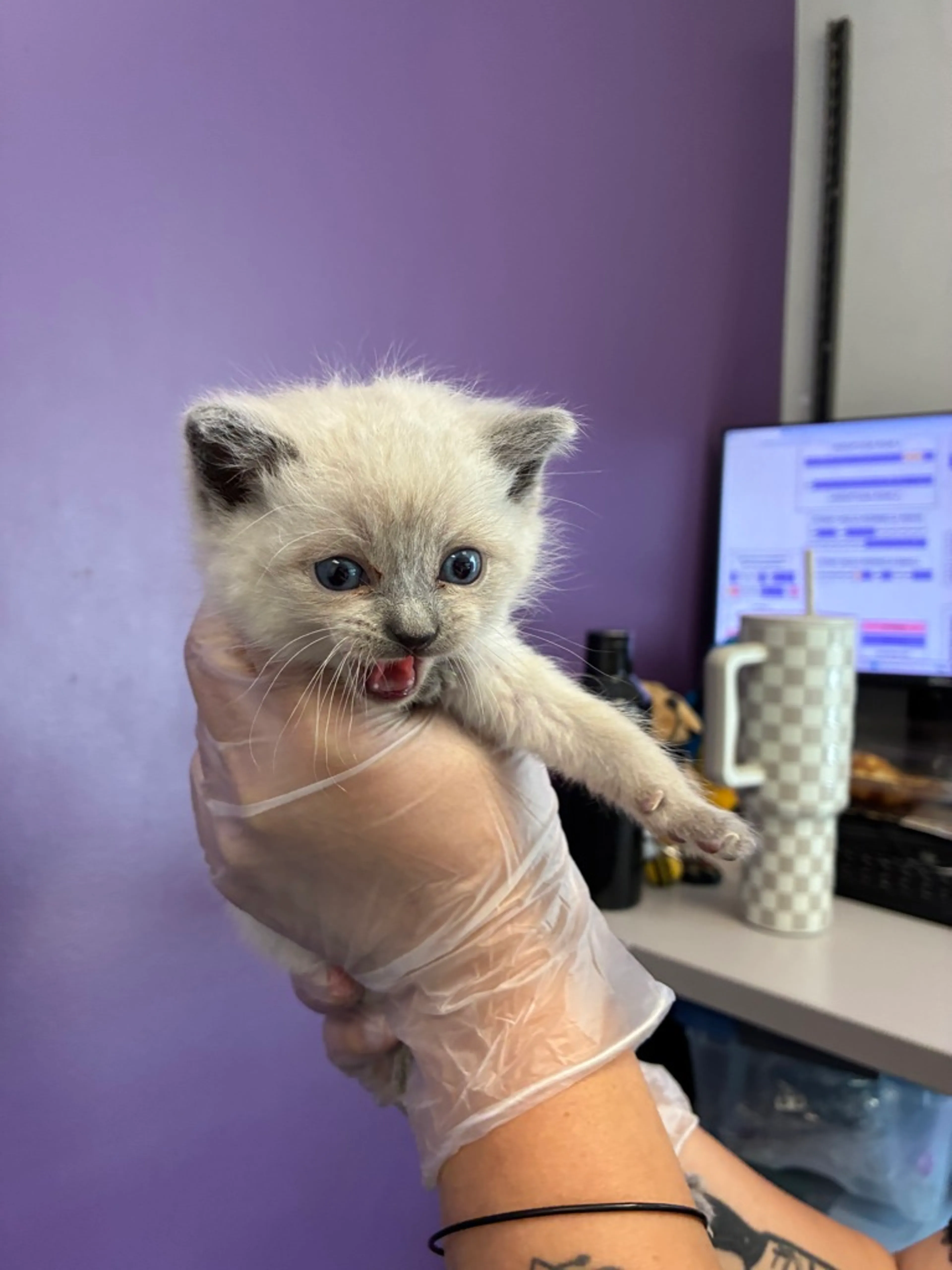 Found pet