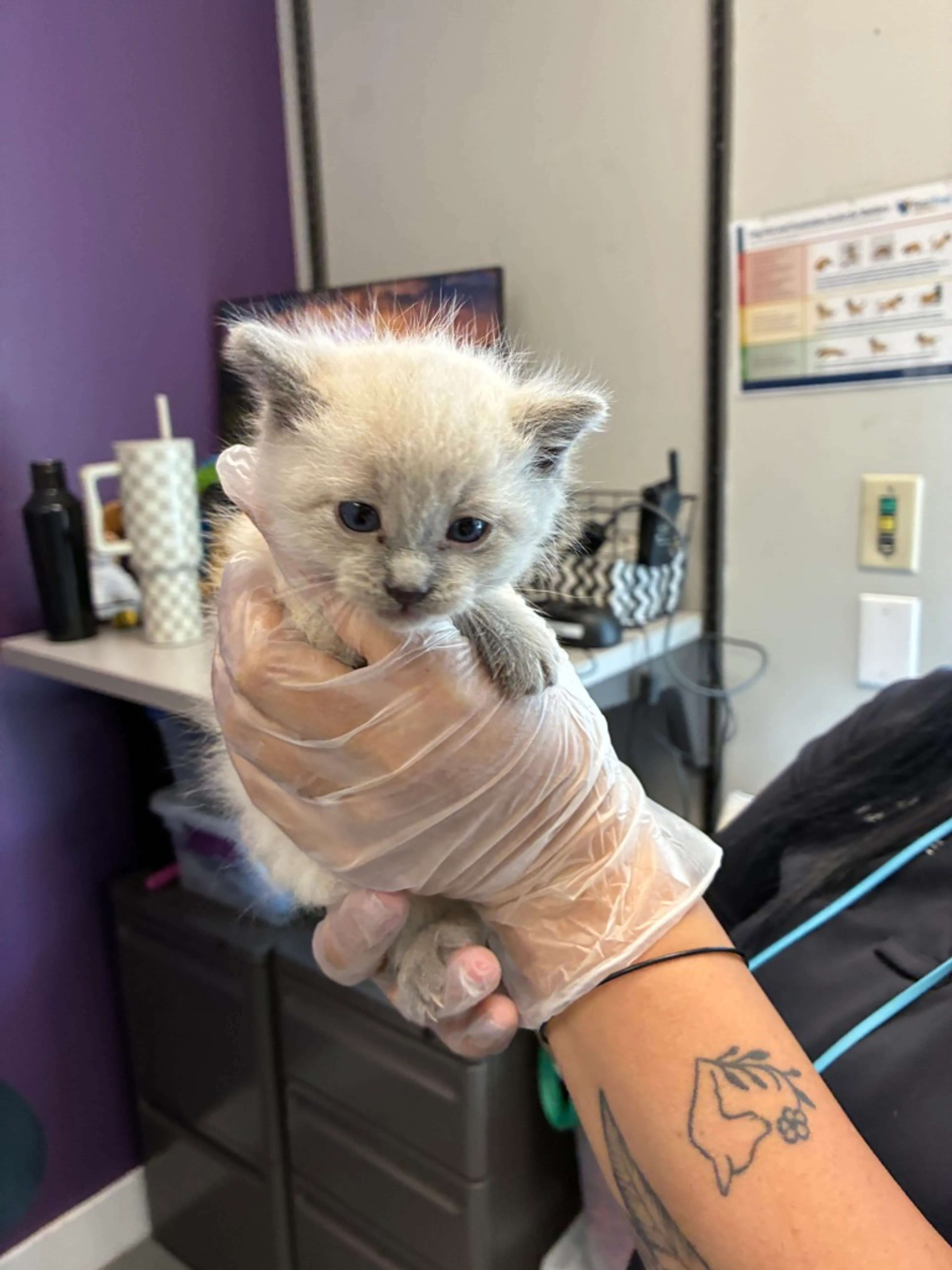 Found pet
