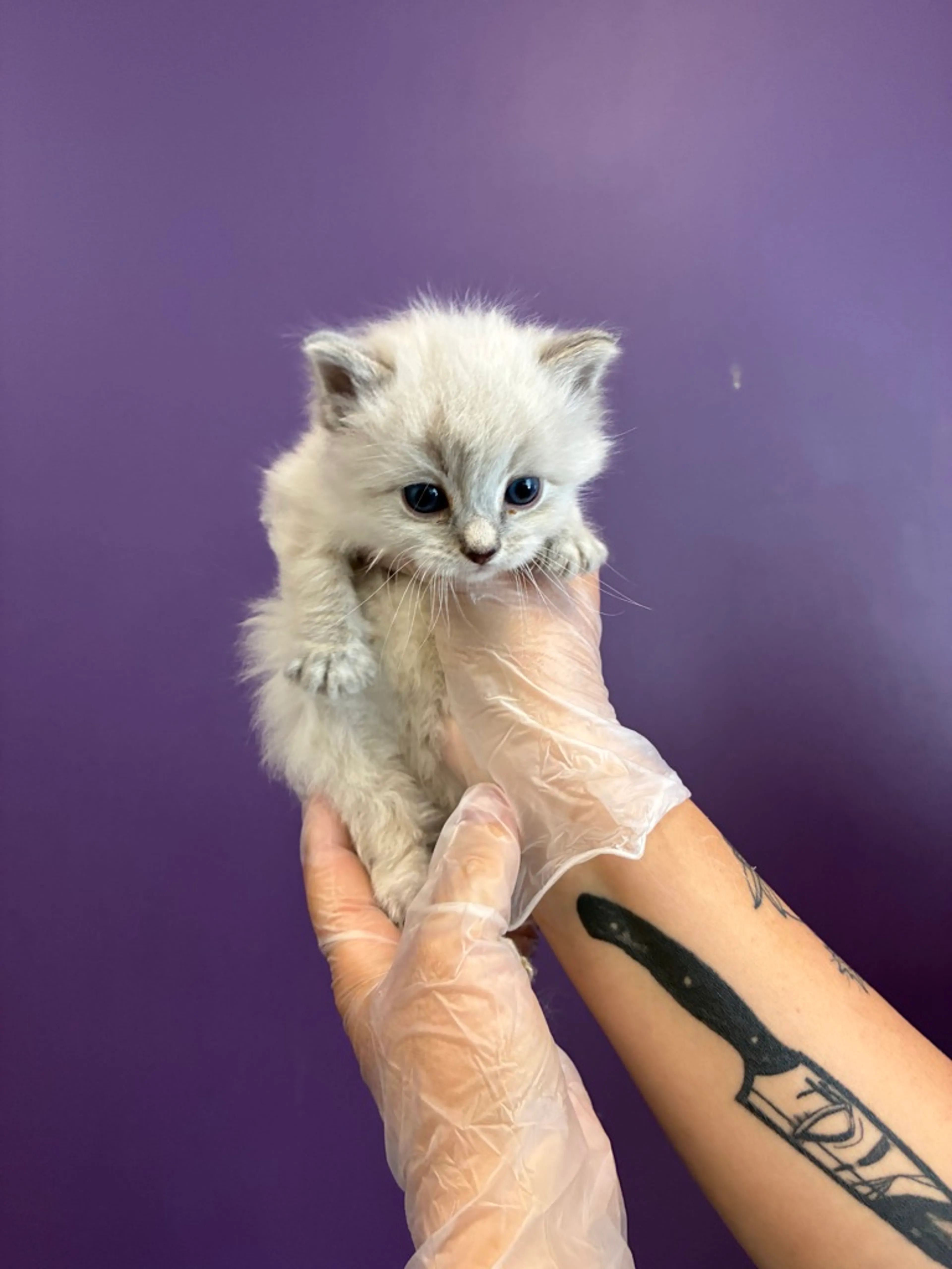 Found pet