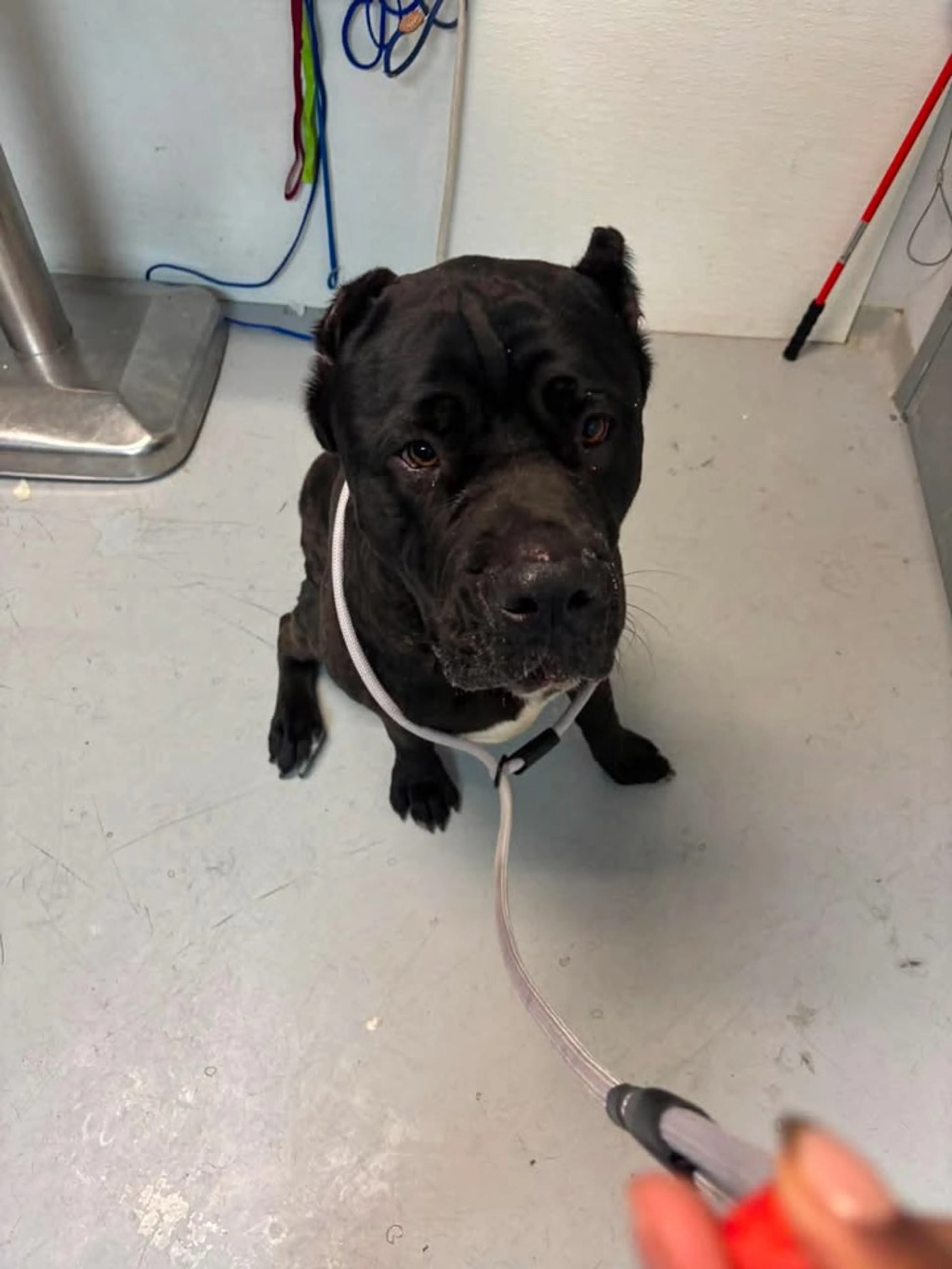 Found pet