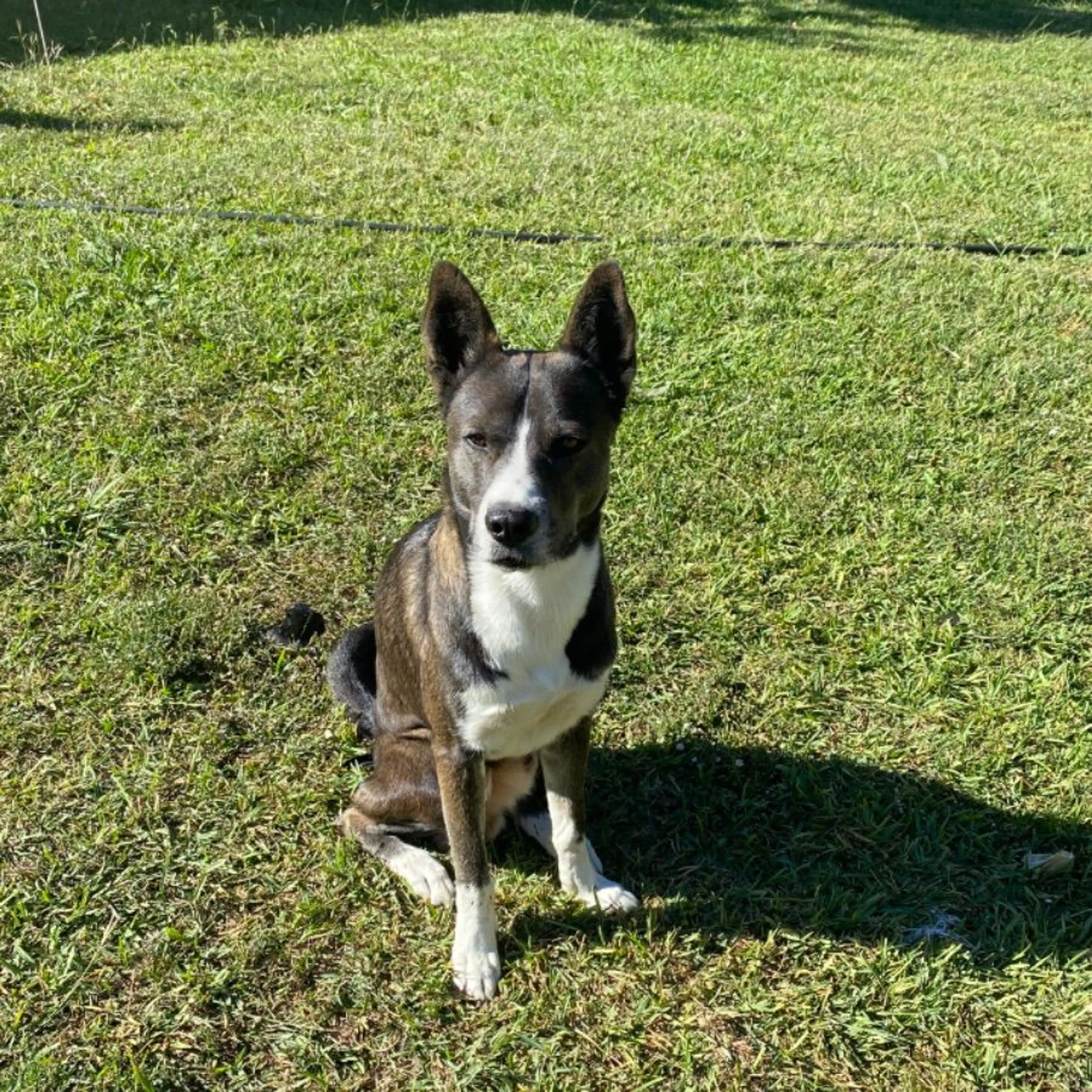 Lost pet