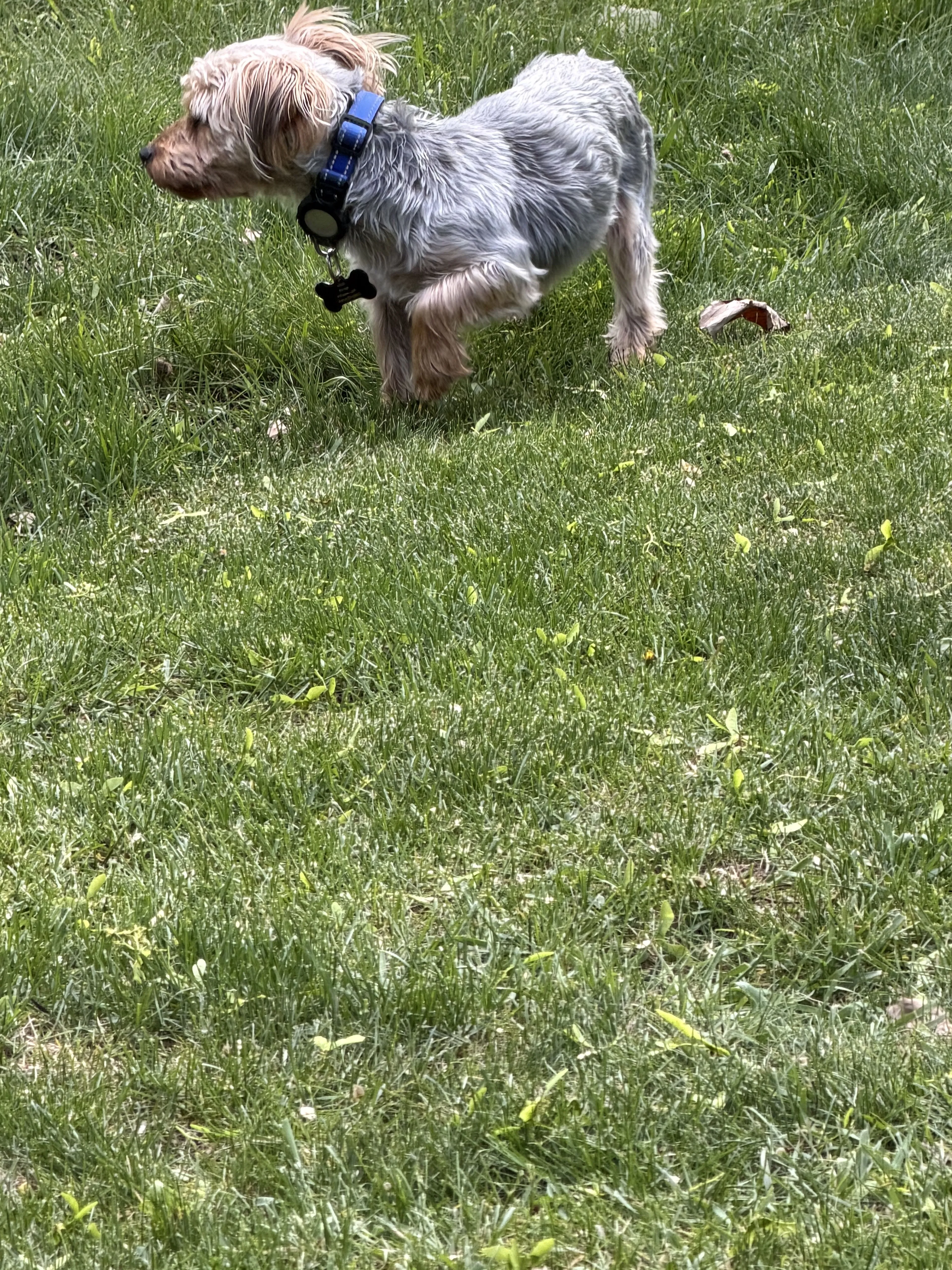 Lost pet-0
