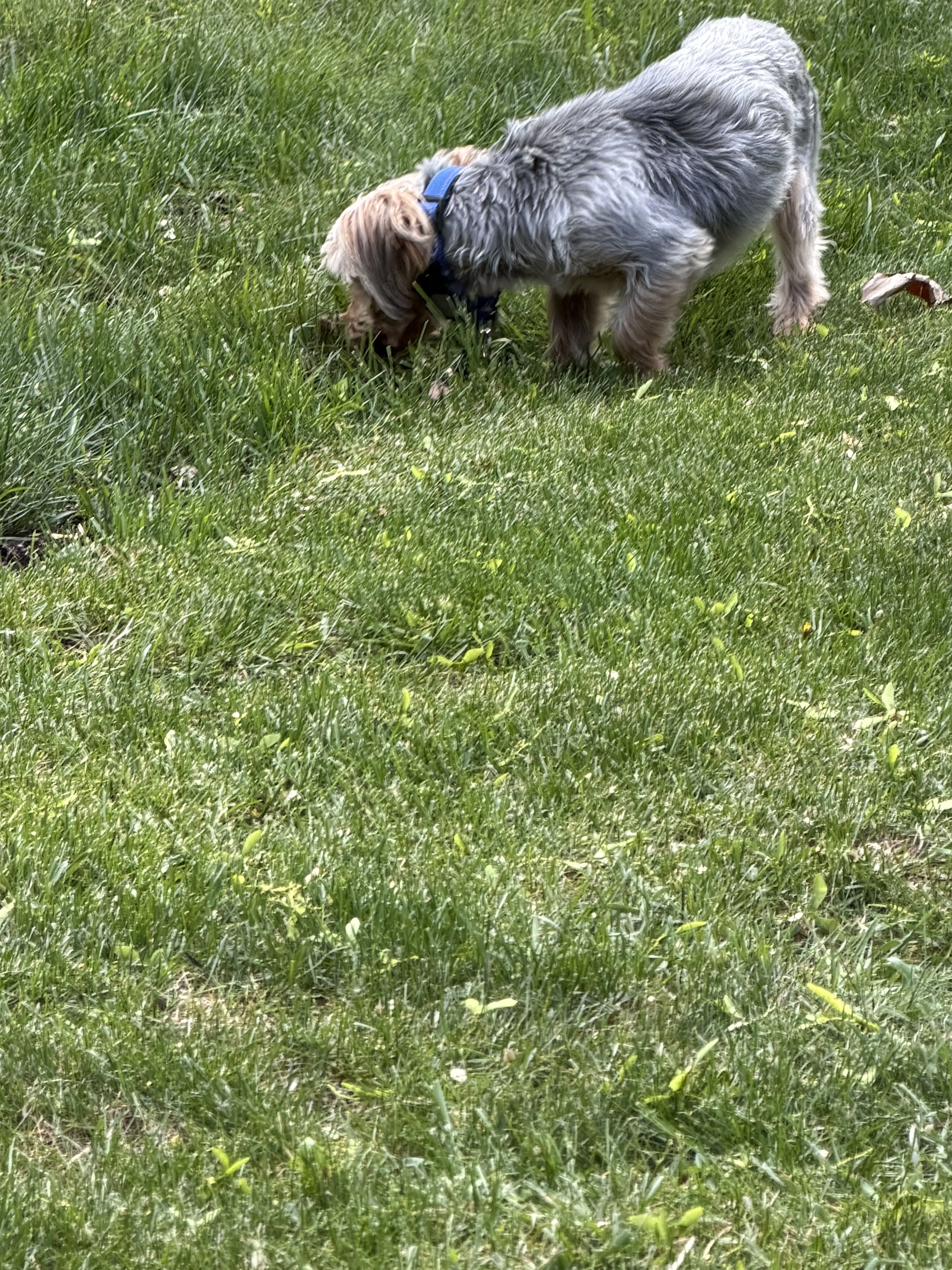 Lost pet-1