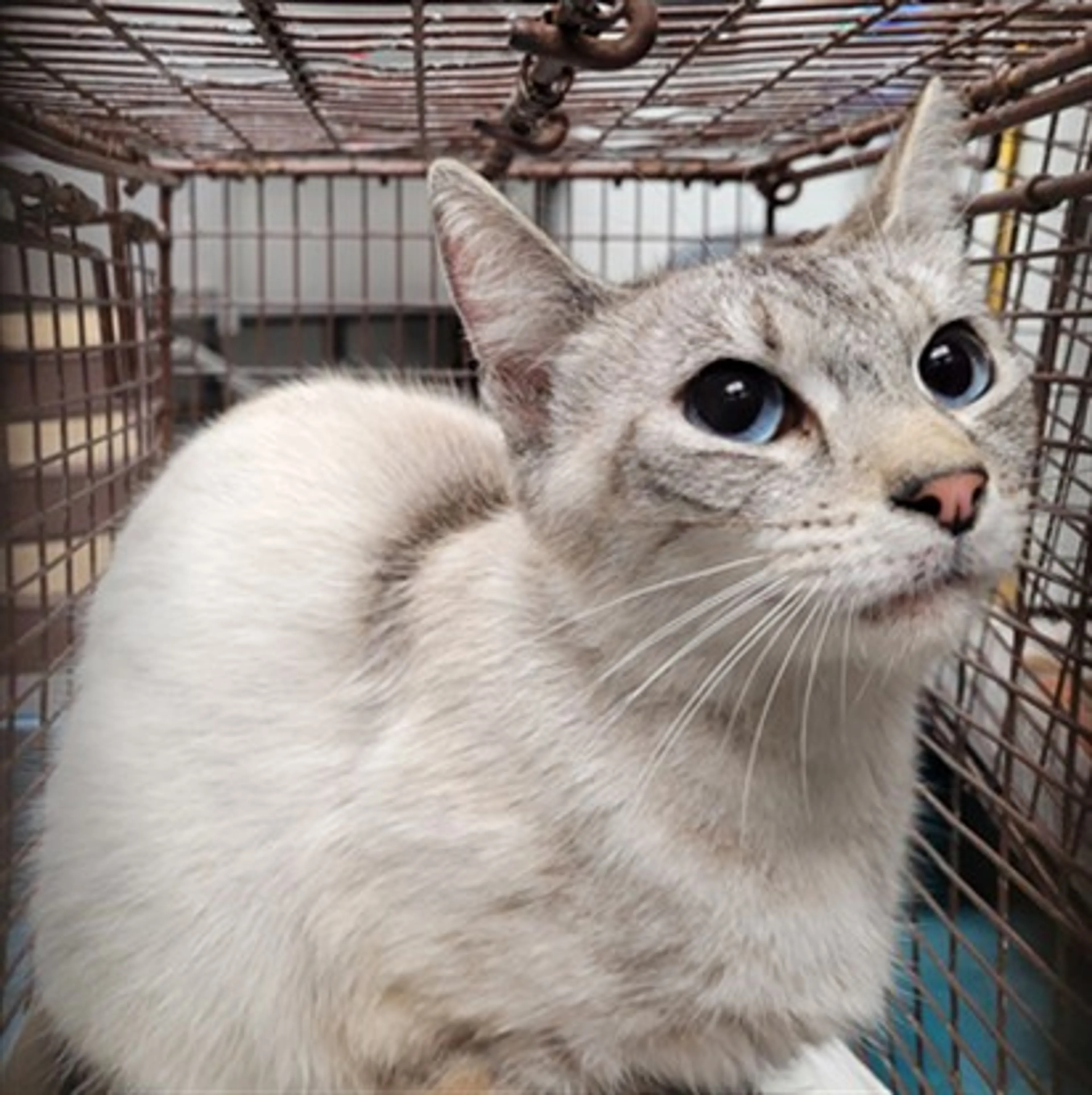 Found pet