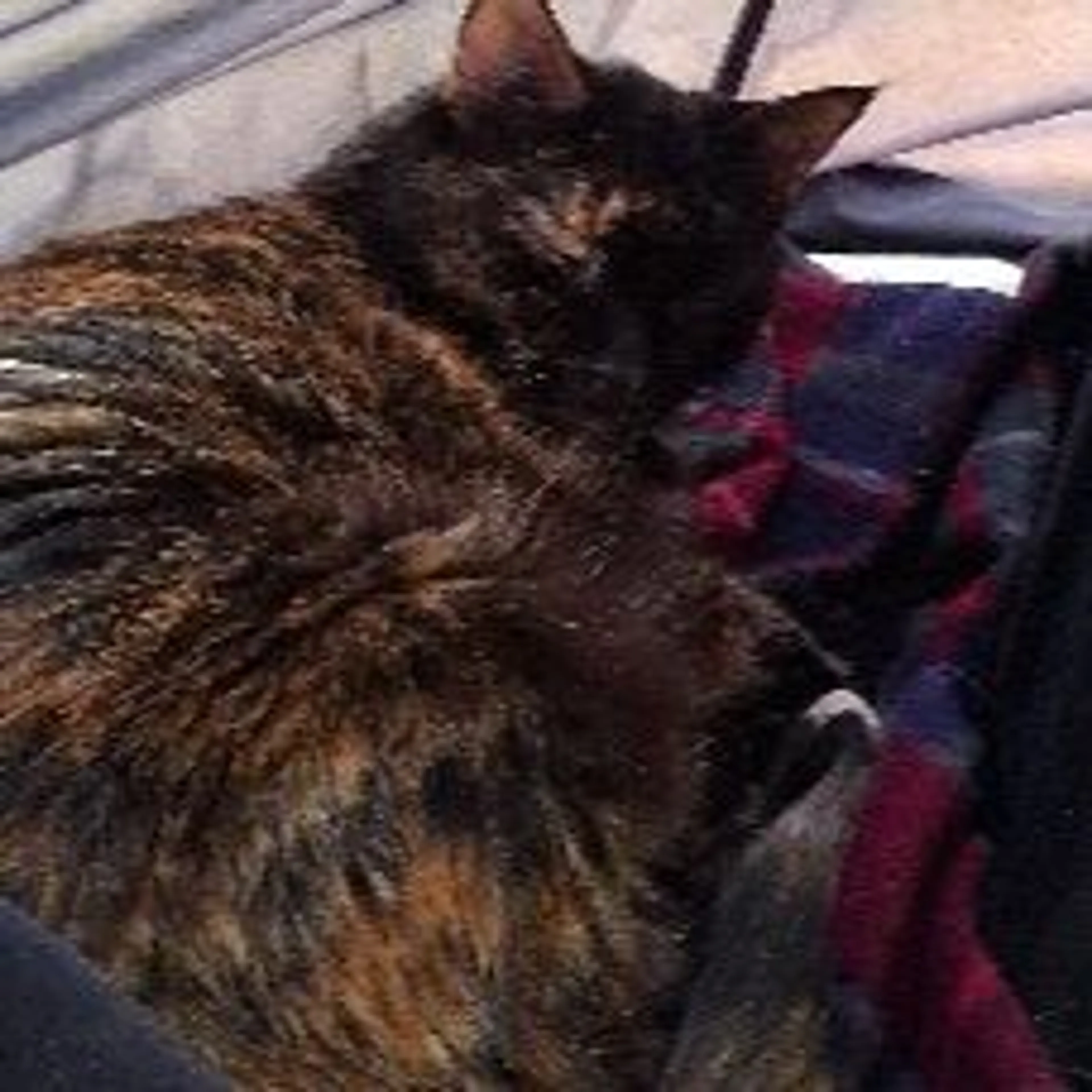 Lost pet