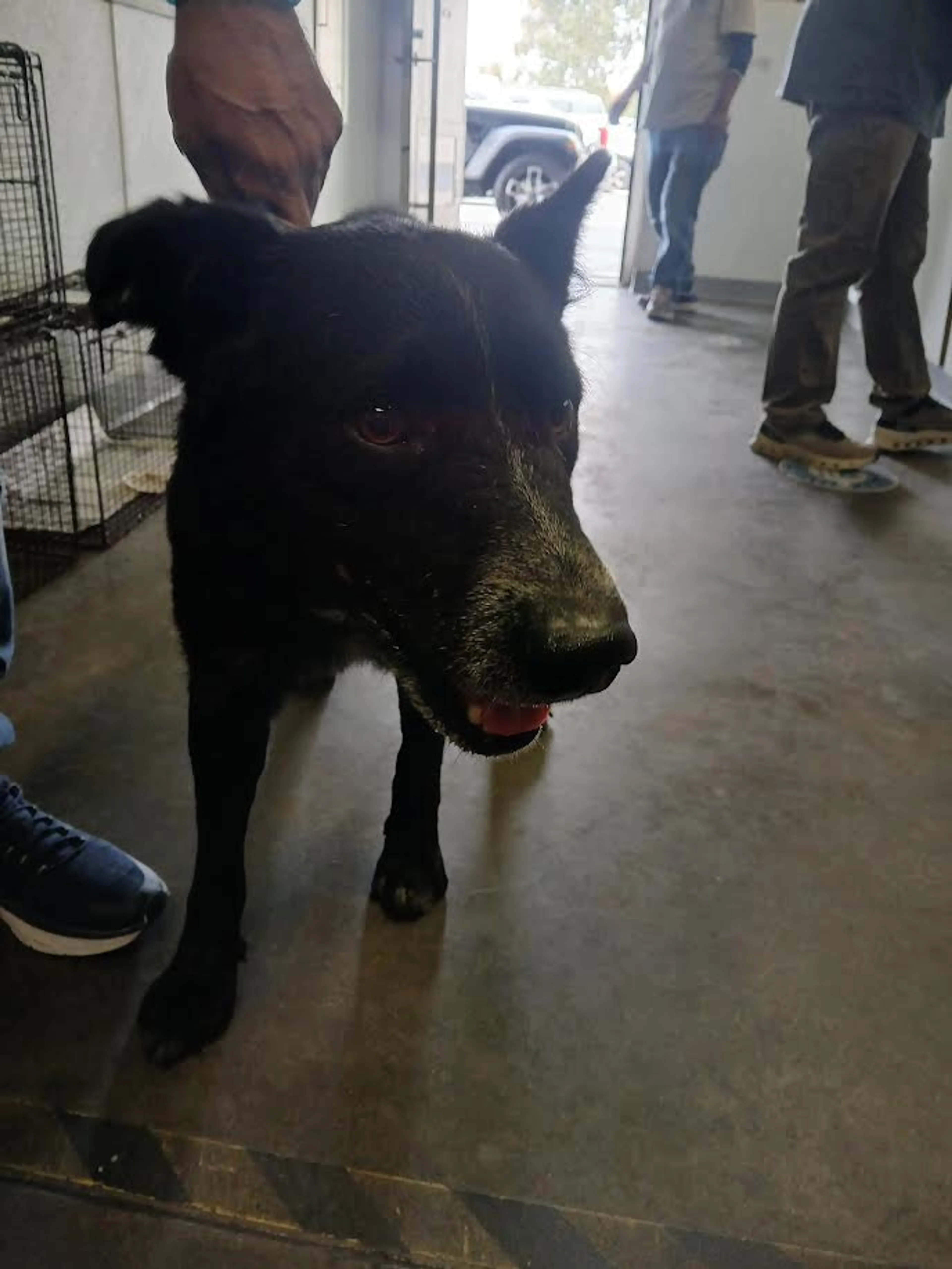 Found pet