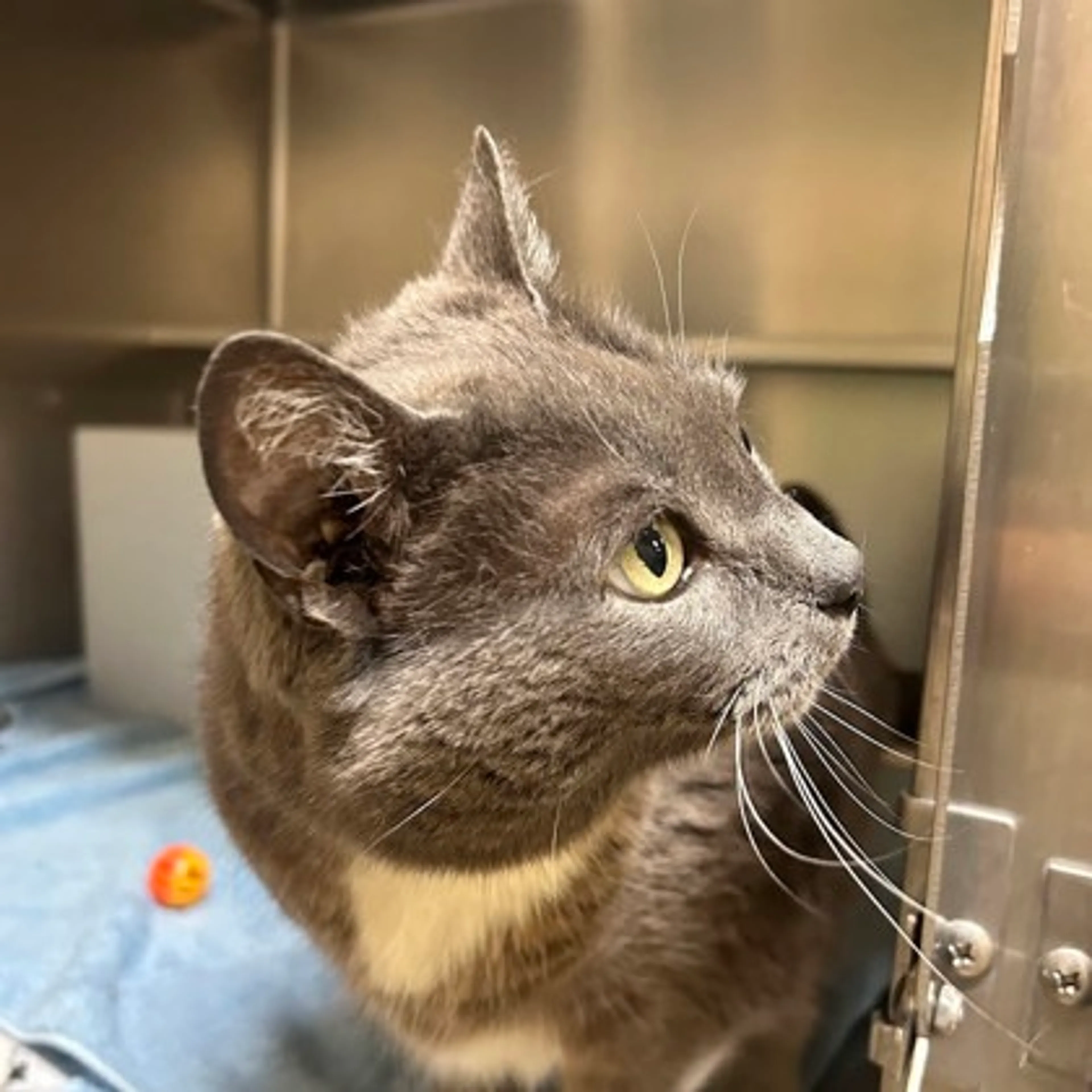 Found pet-1