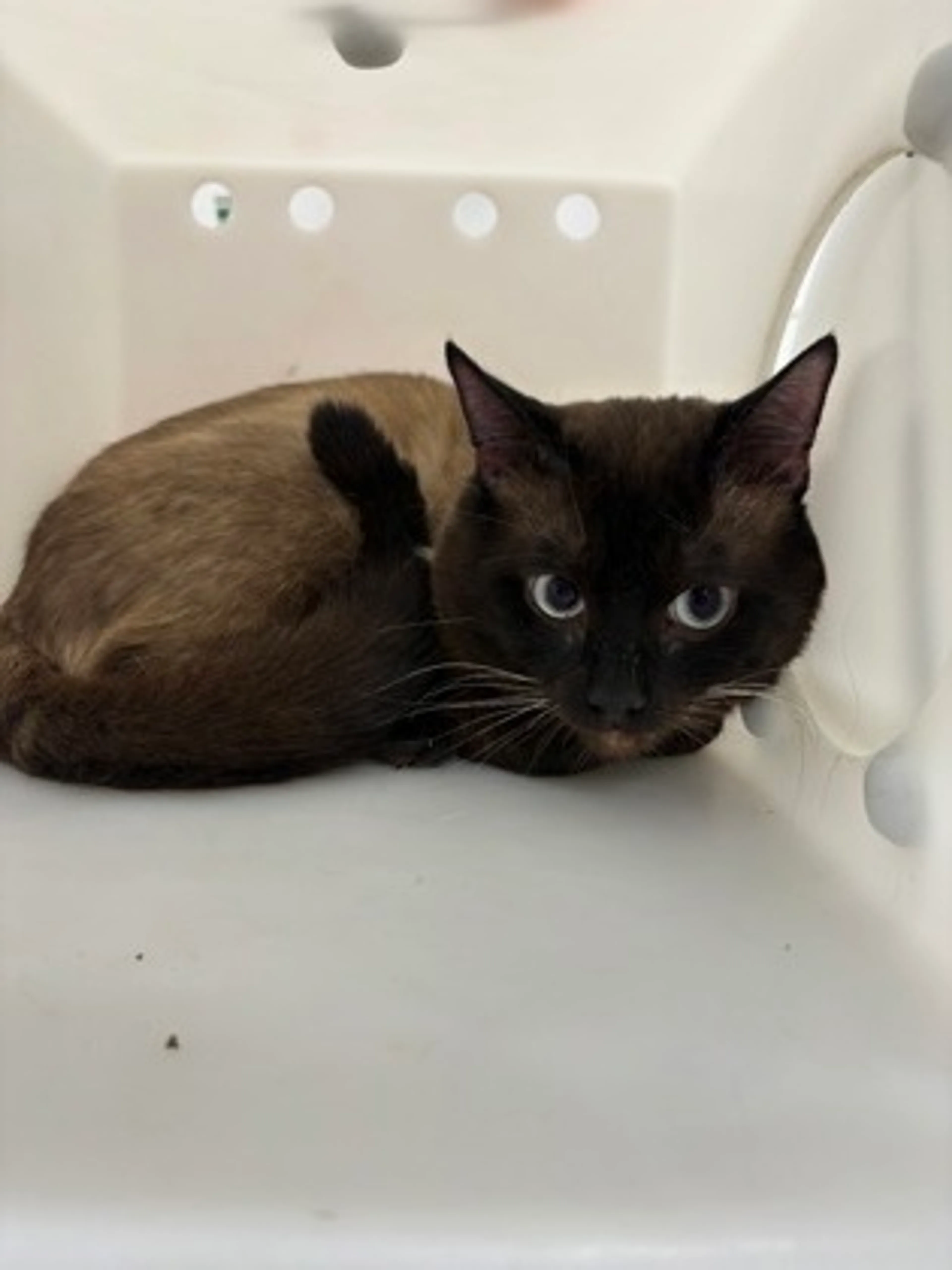 Found pet