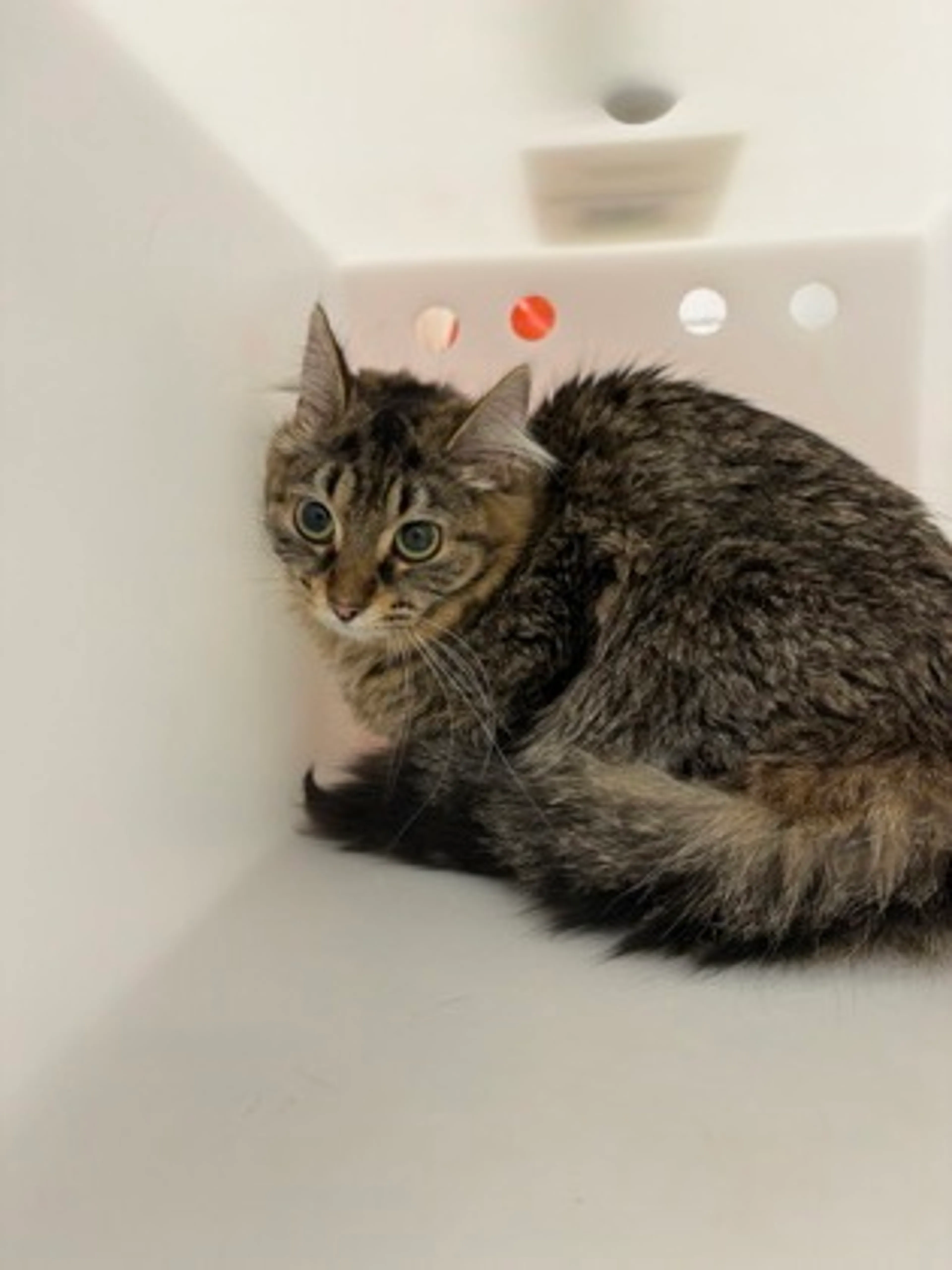 Found pet