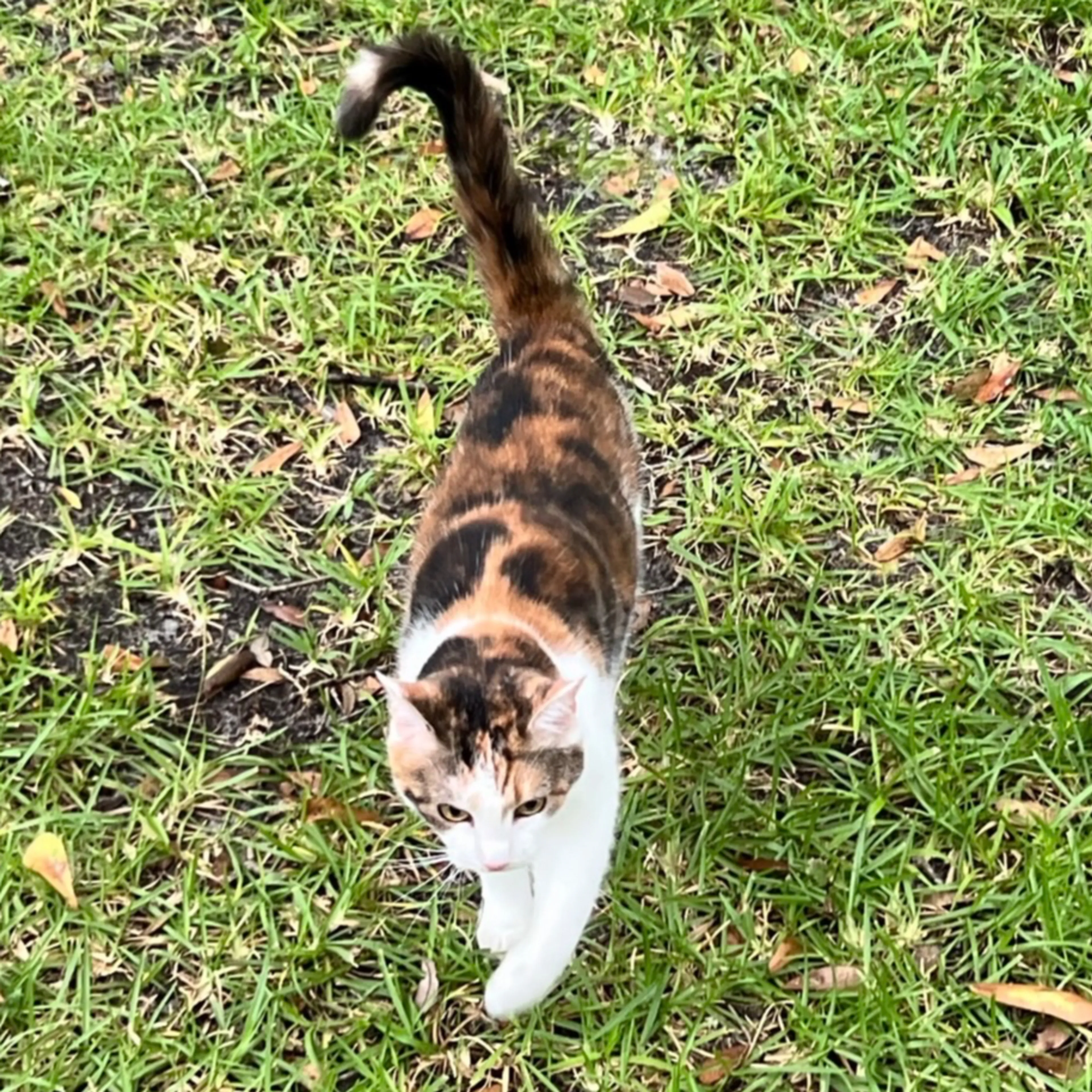 Lost pet-1