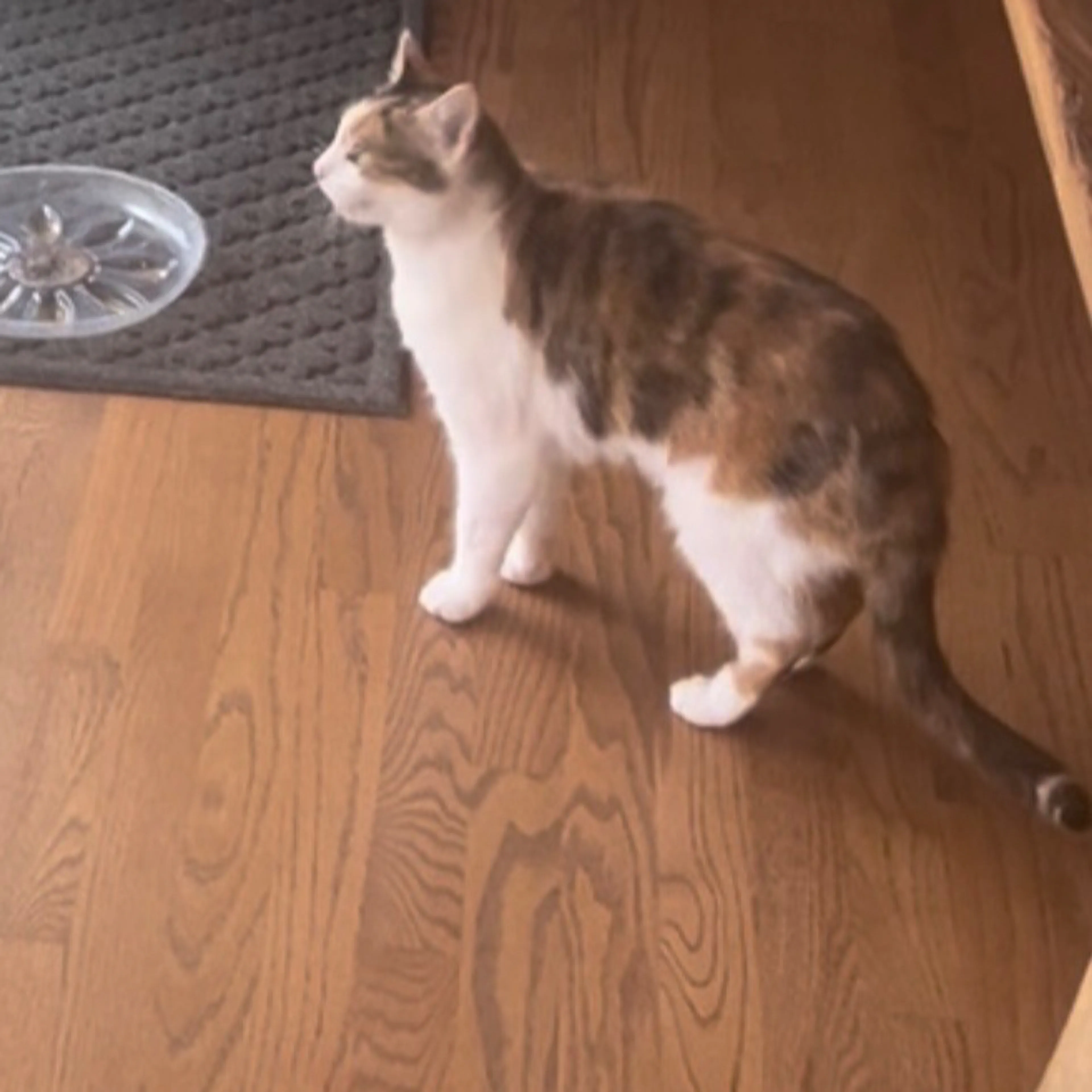 Lost pet-2