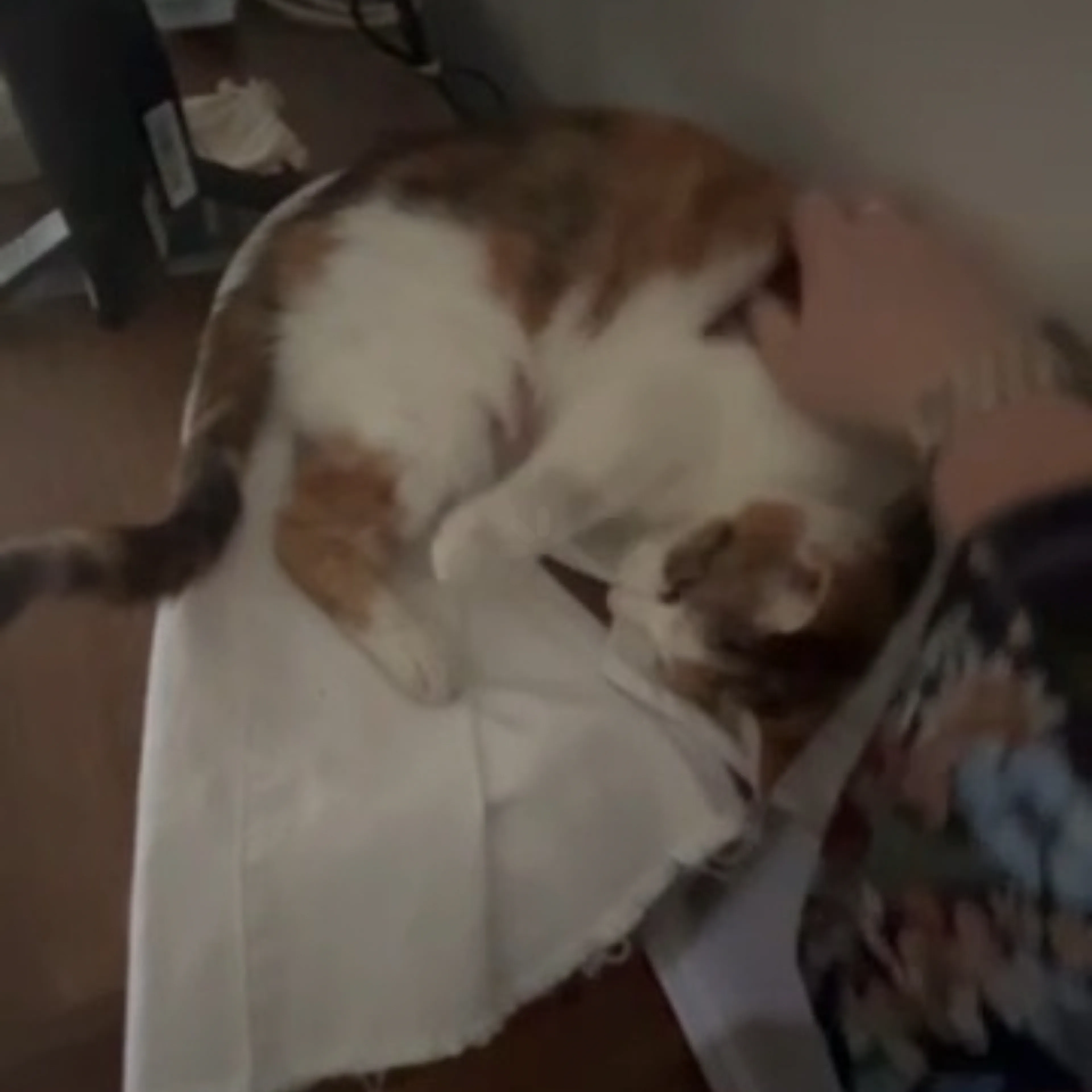Lost pet-3