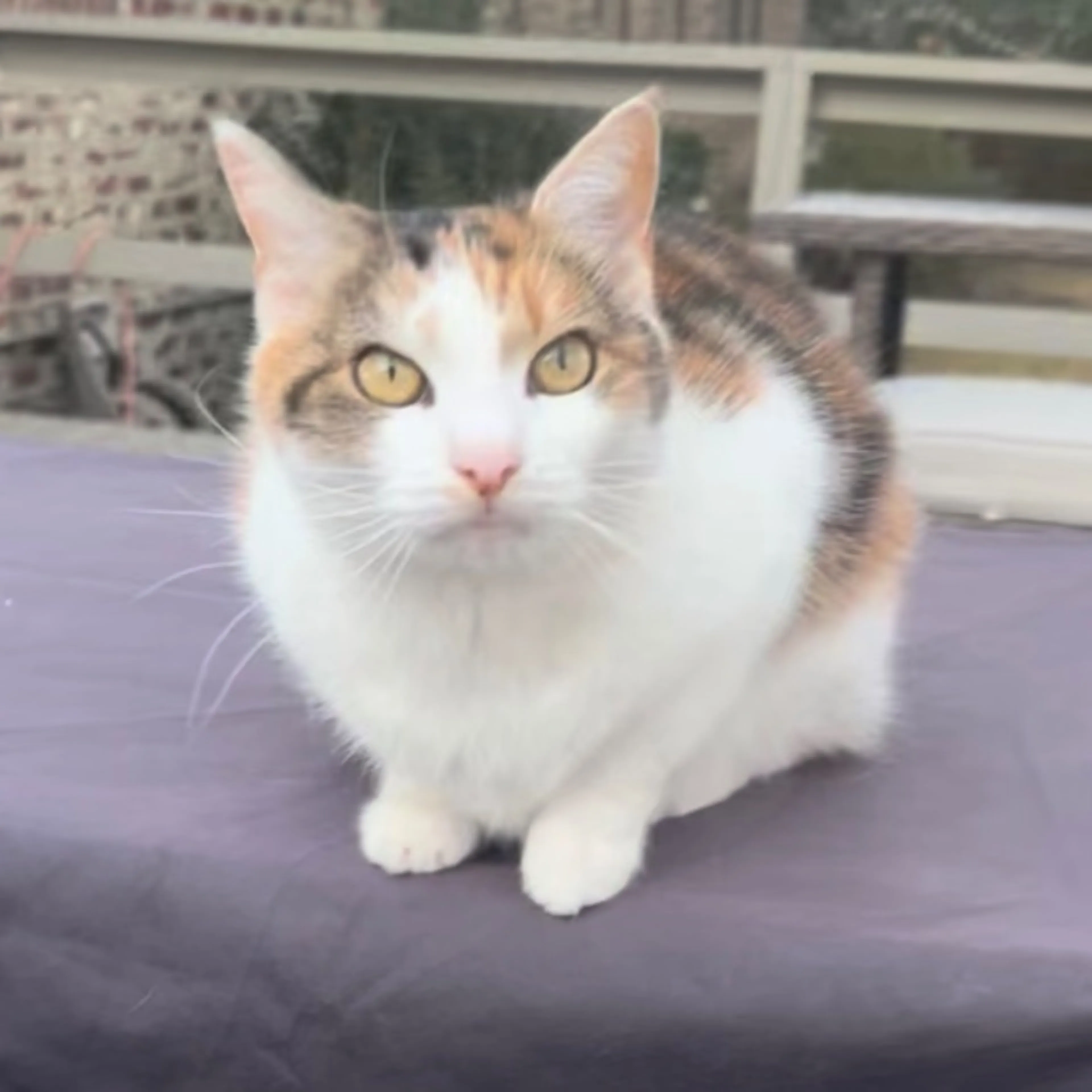 Lost pet-0