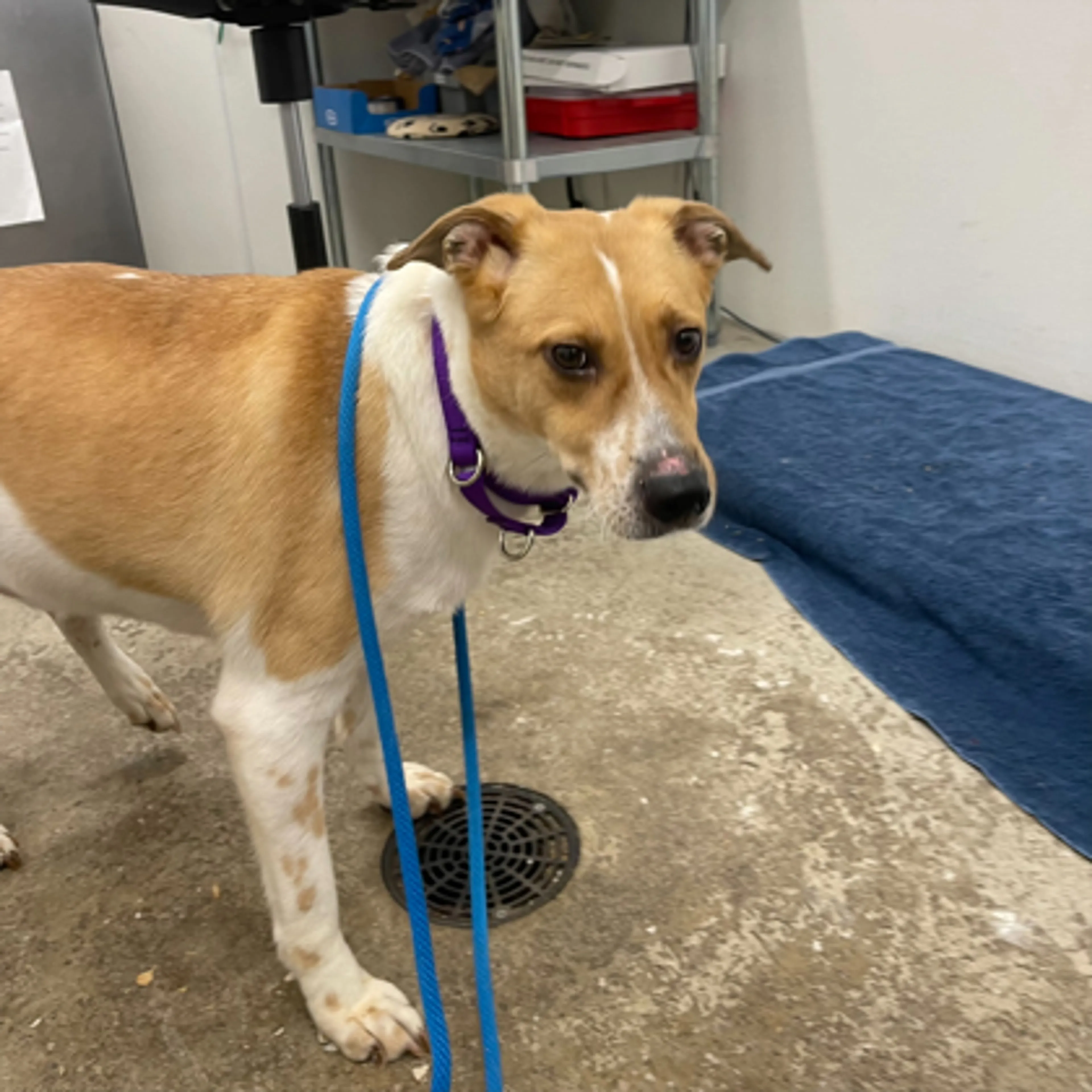Found pet-1