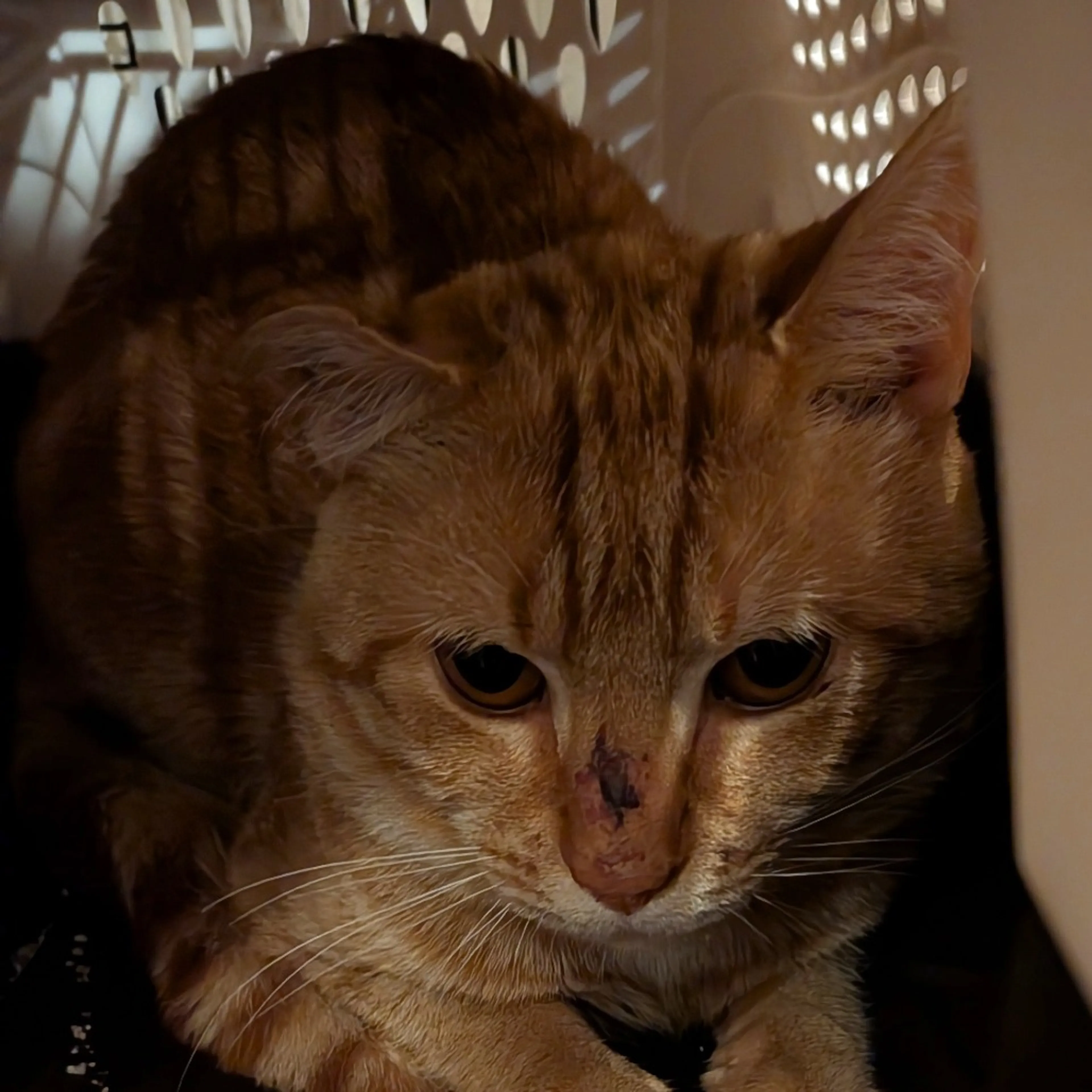 Found pet-0