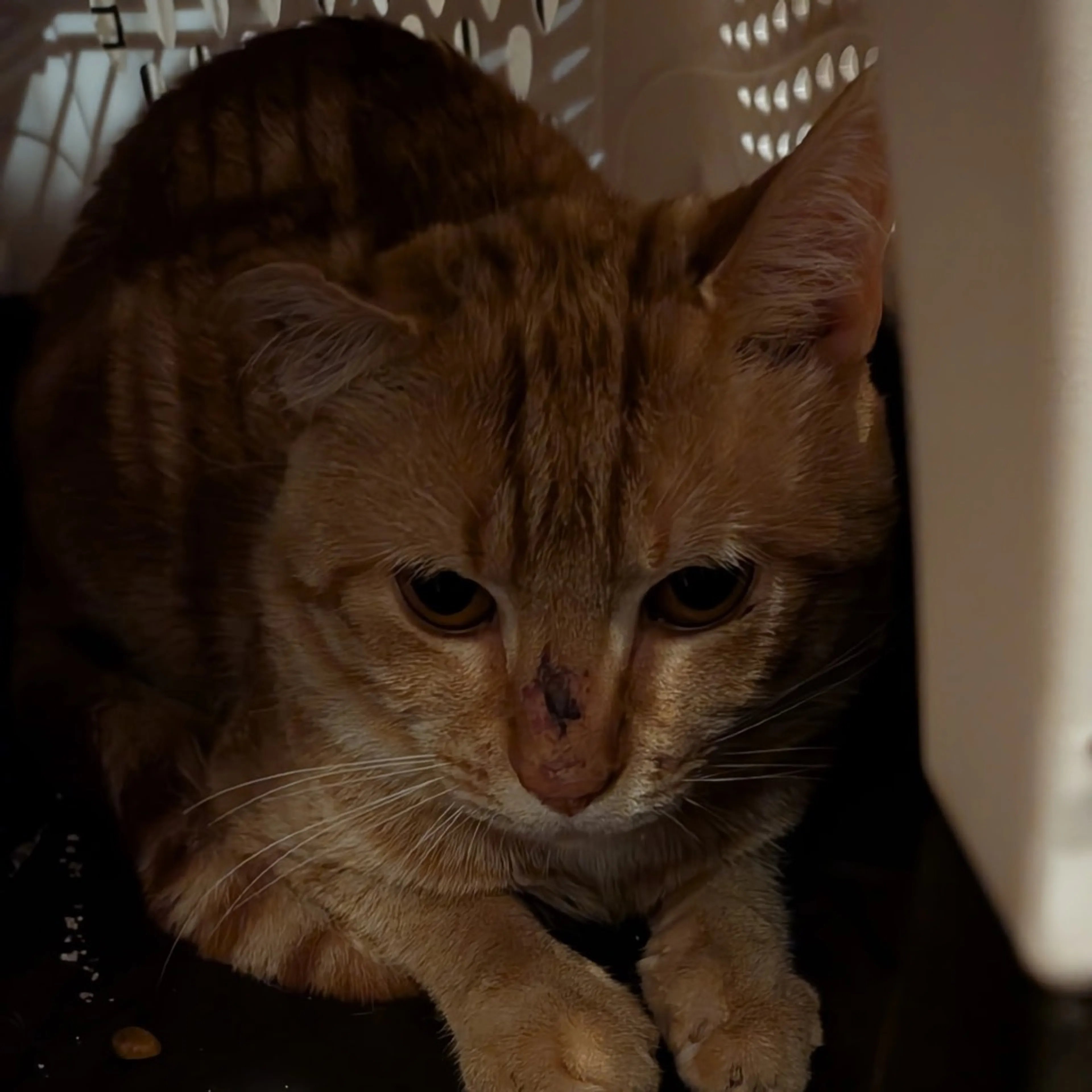 Found pet-1