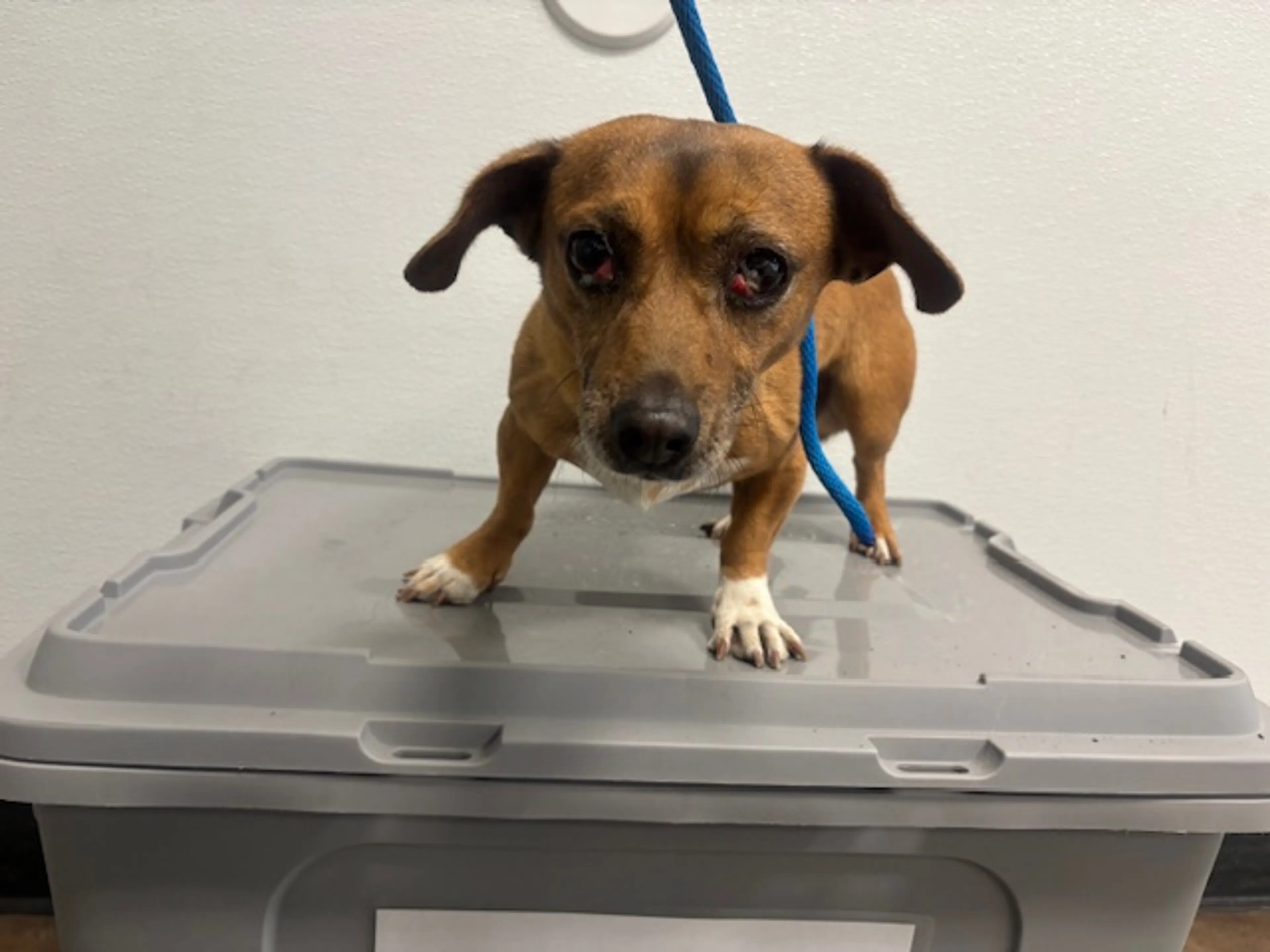 Found pet