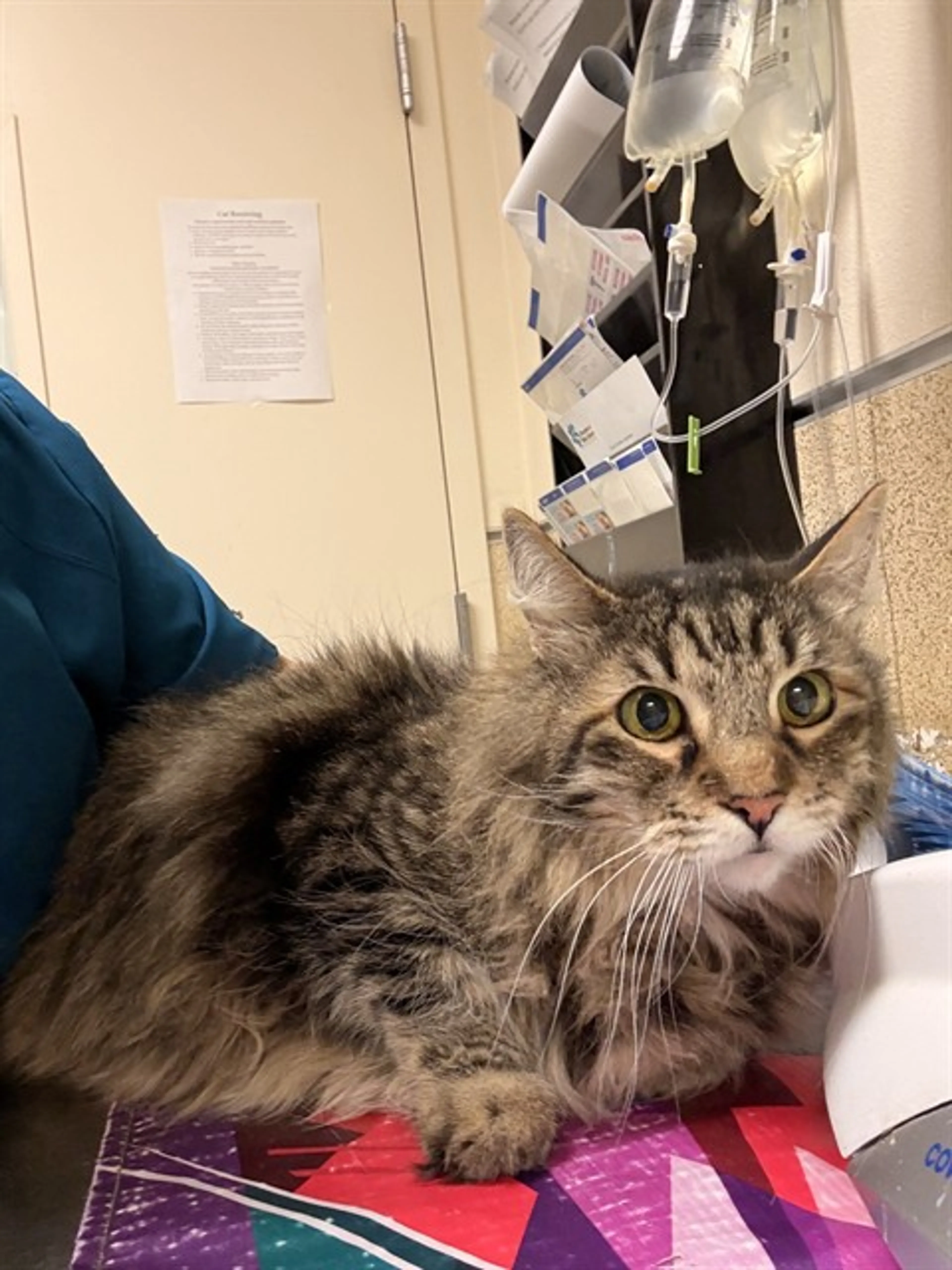 Found pet