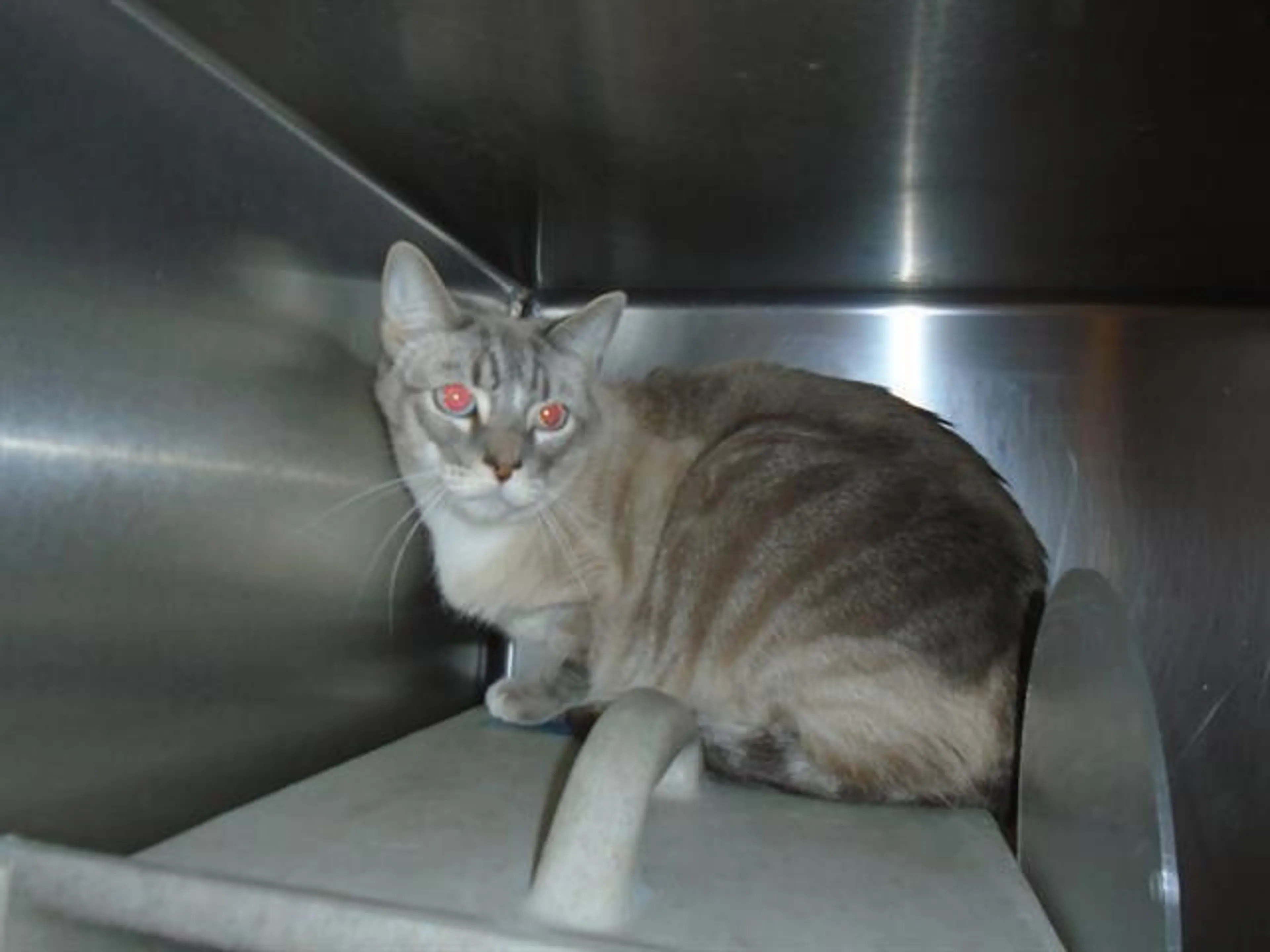Found pet