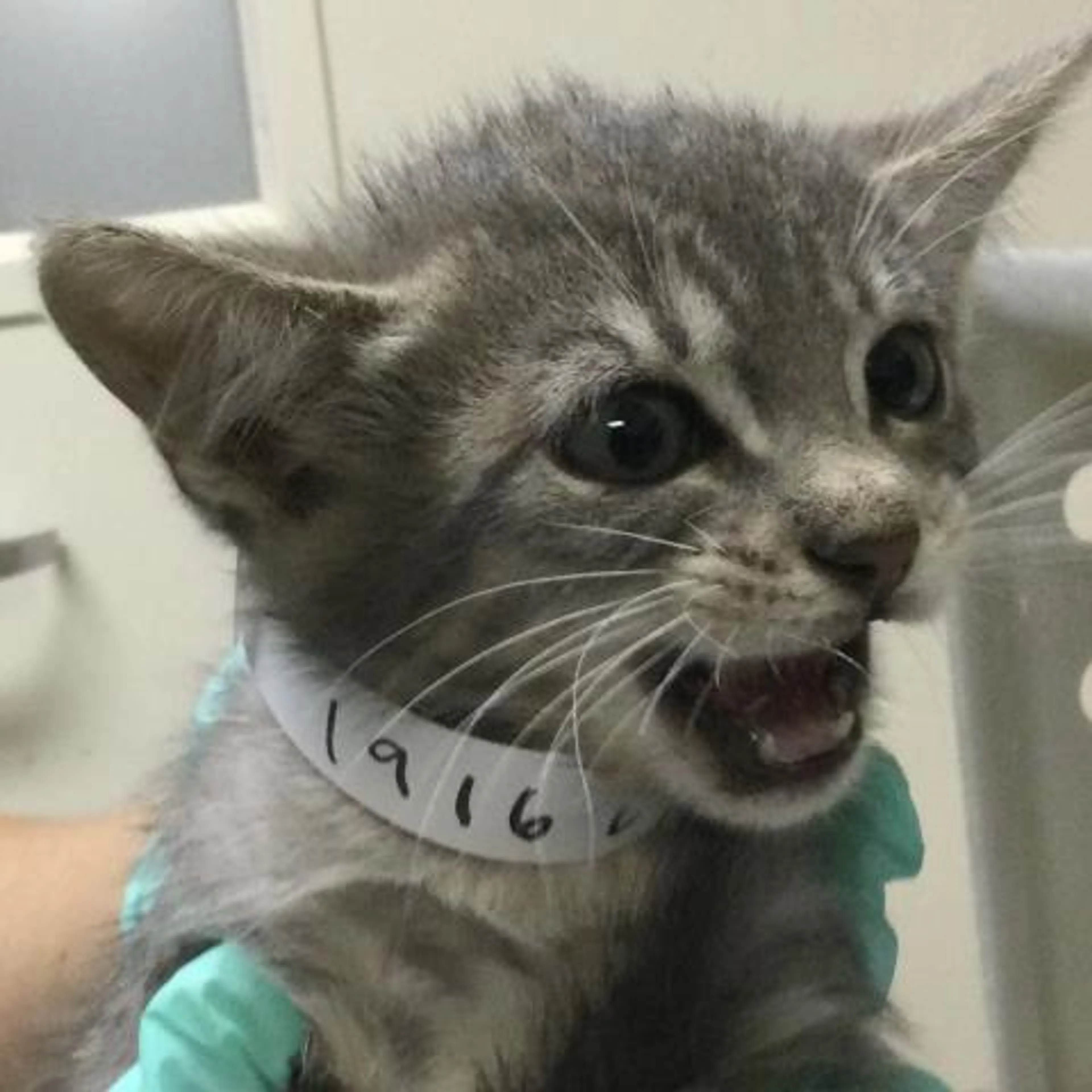 Found pet