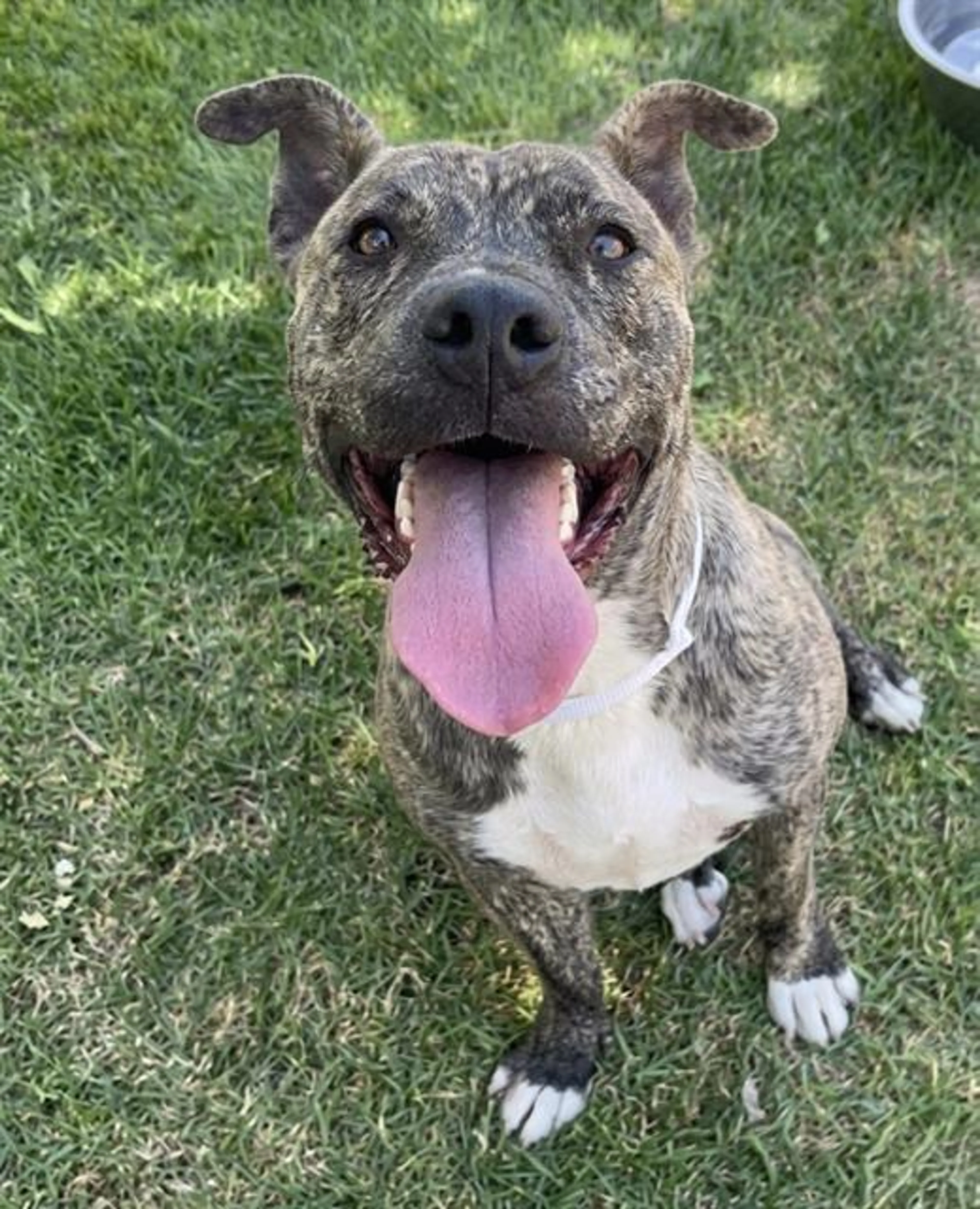 Found pet