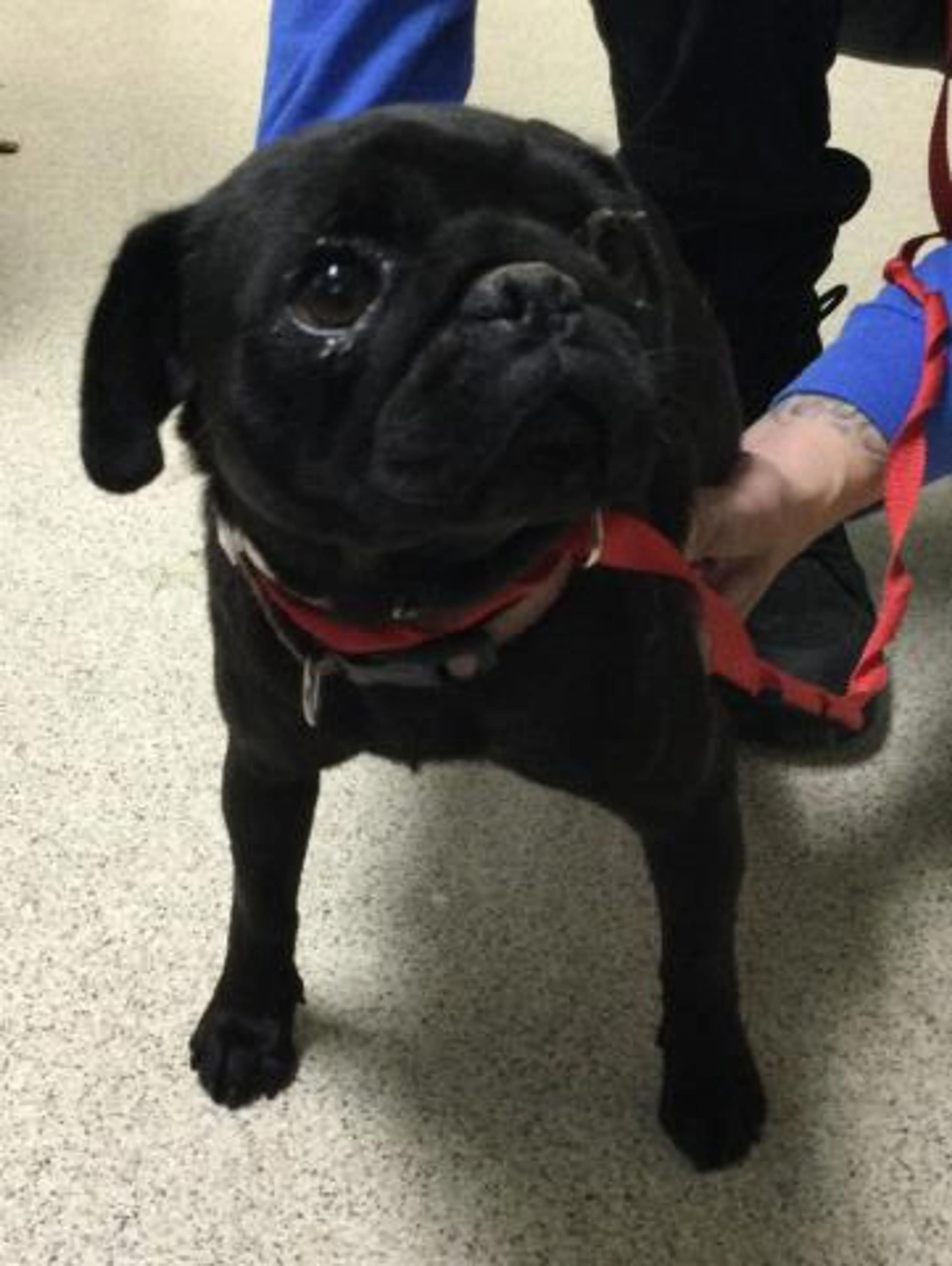 Found pet