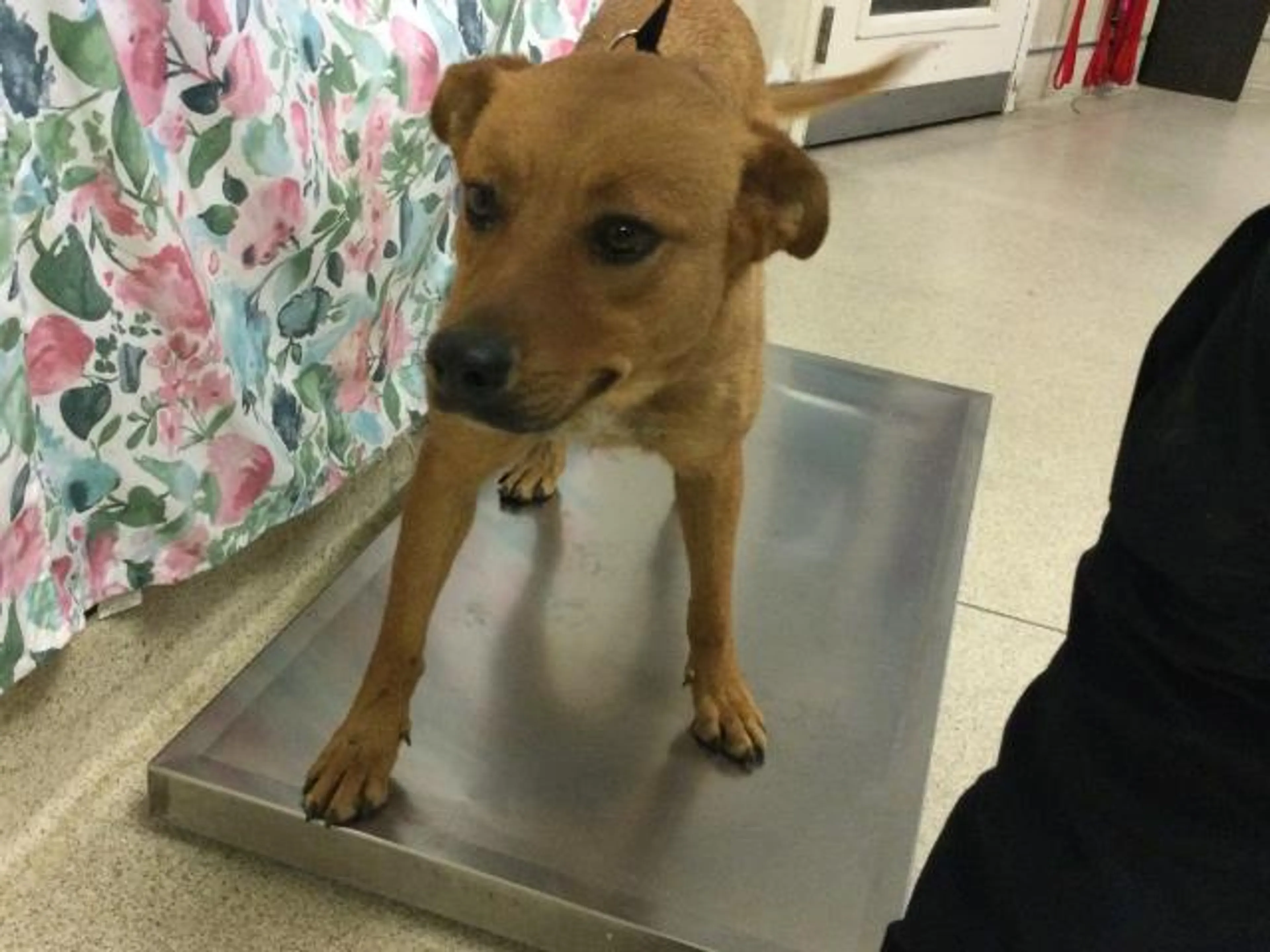 Found pet