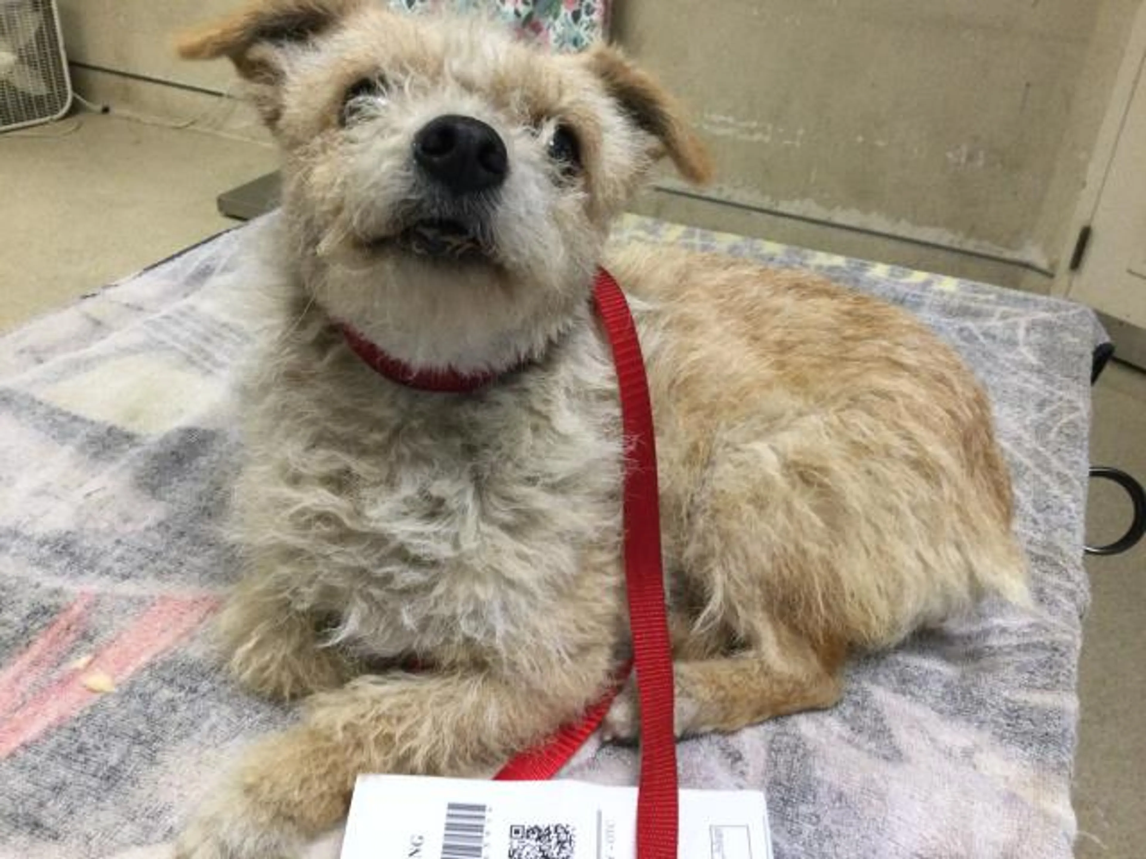 Found pet