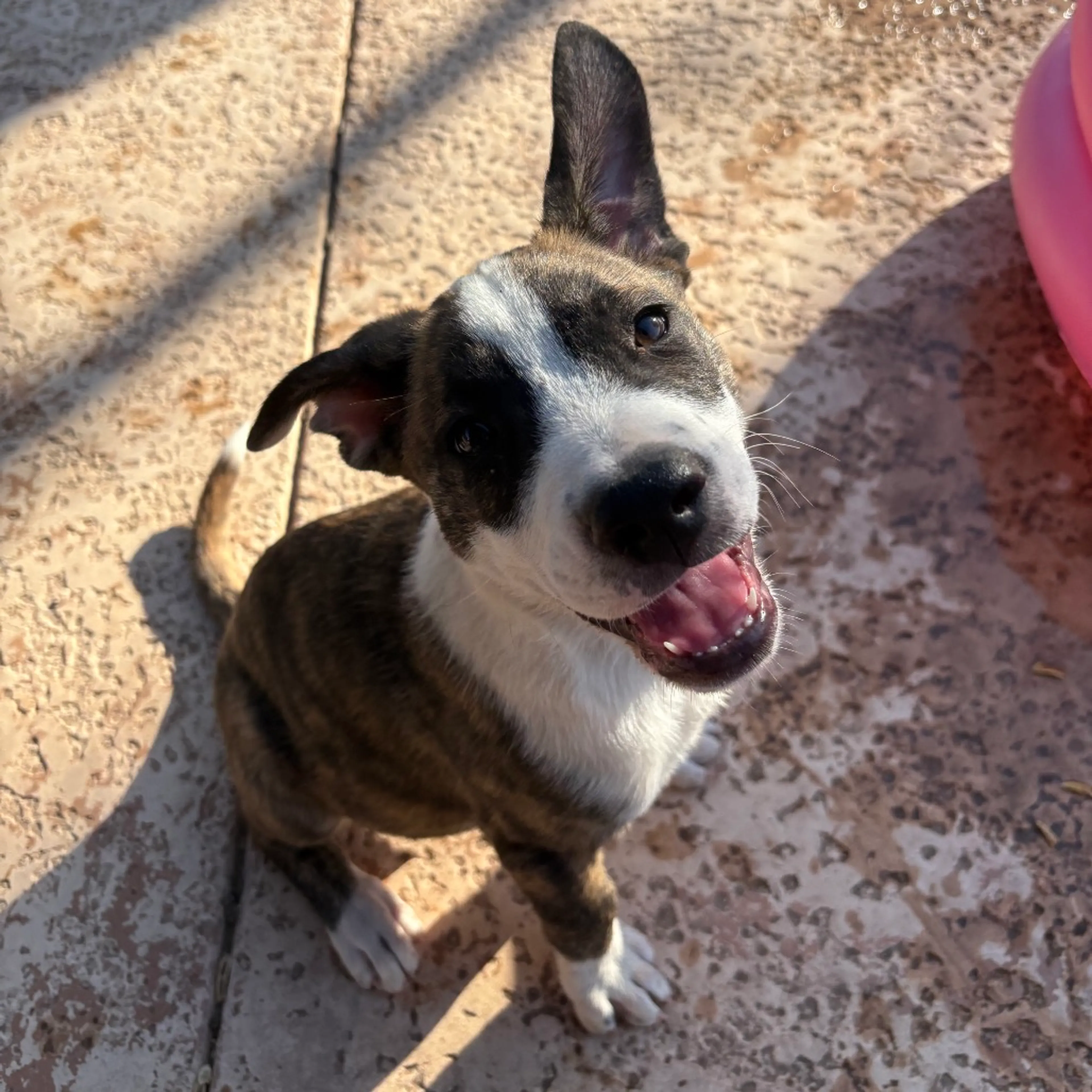 Found pet-1