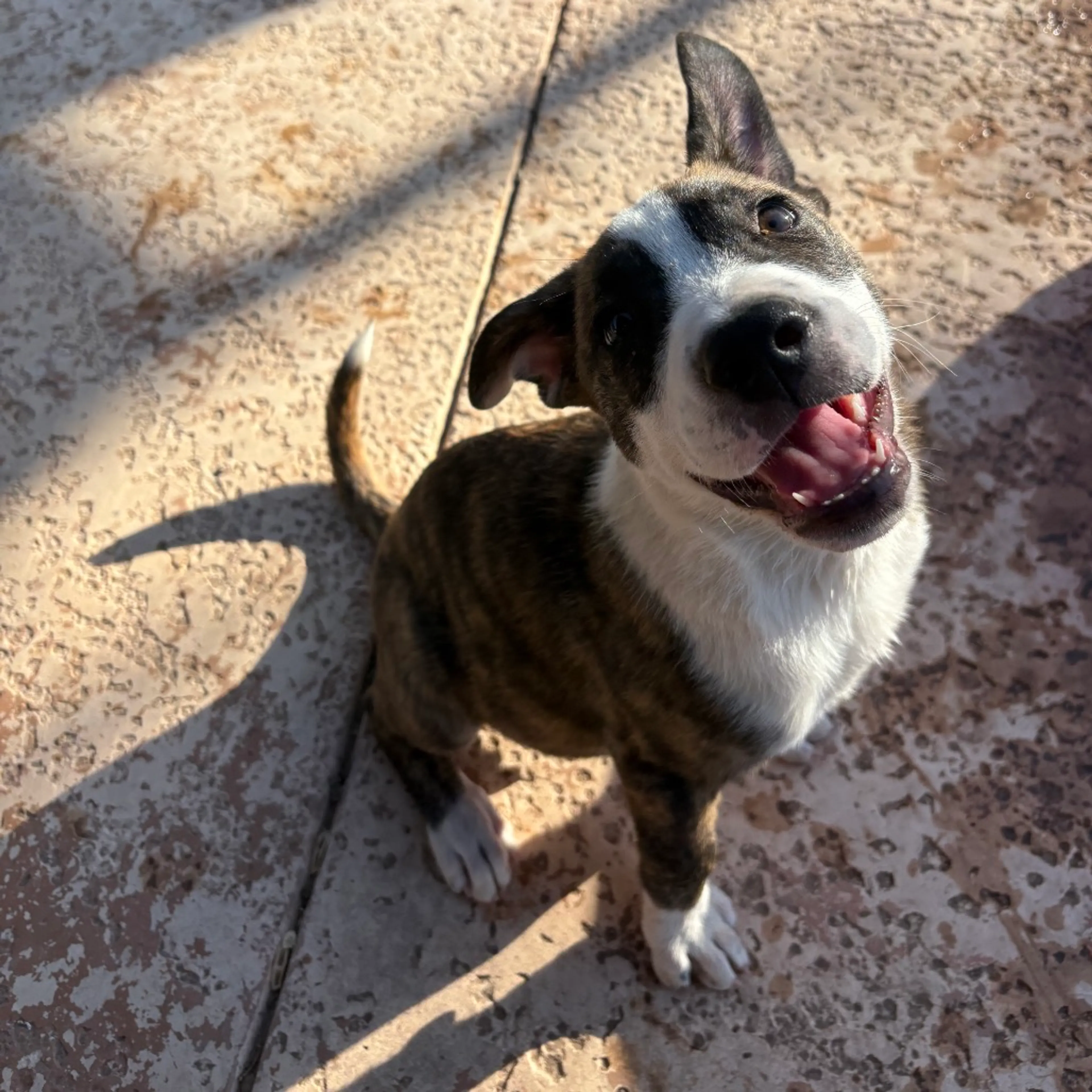 Found pet-2