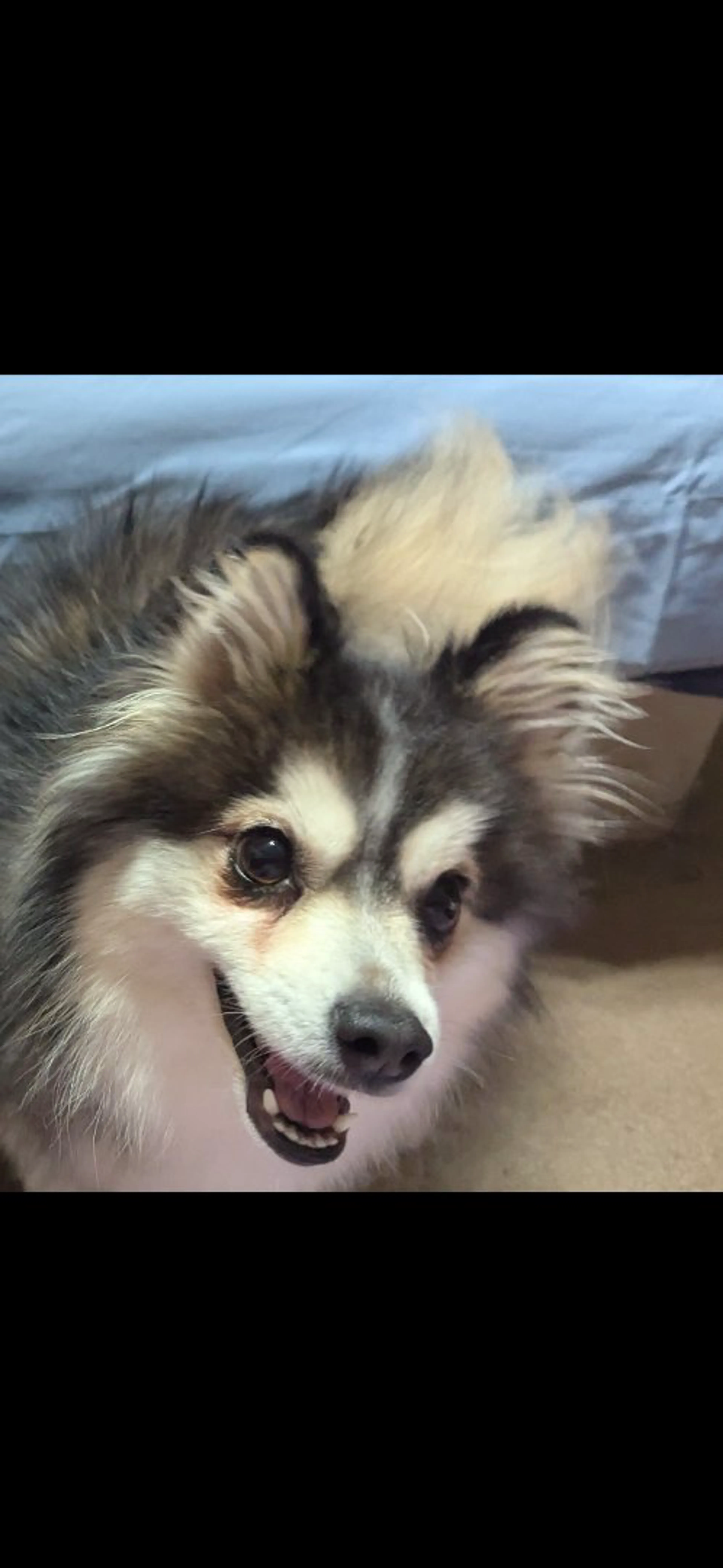 Lost pet