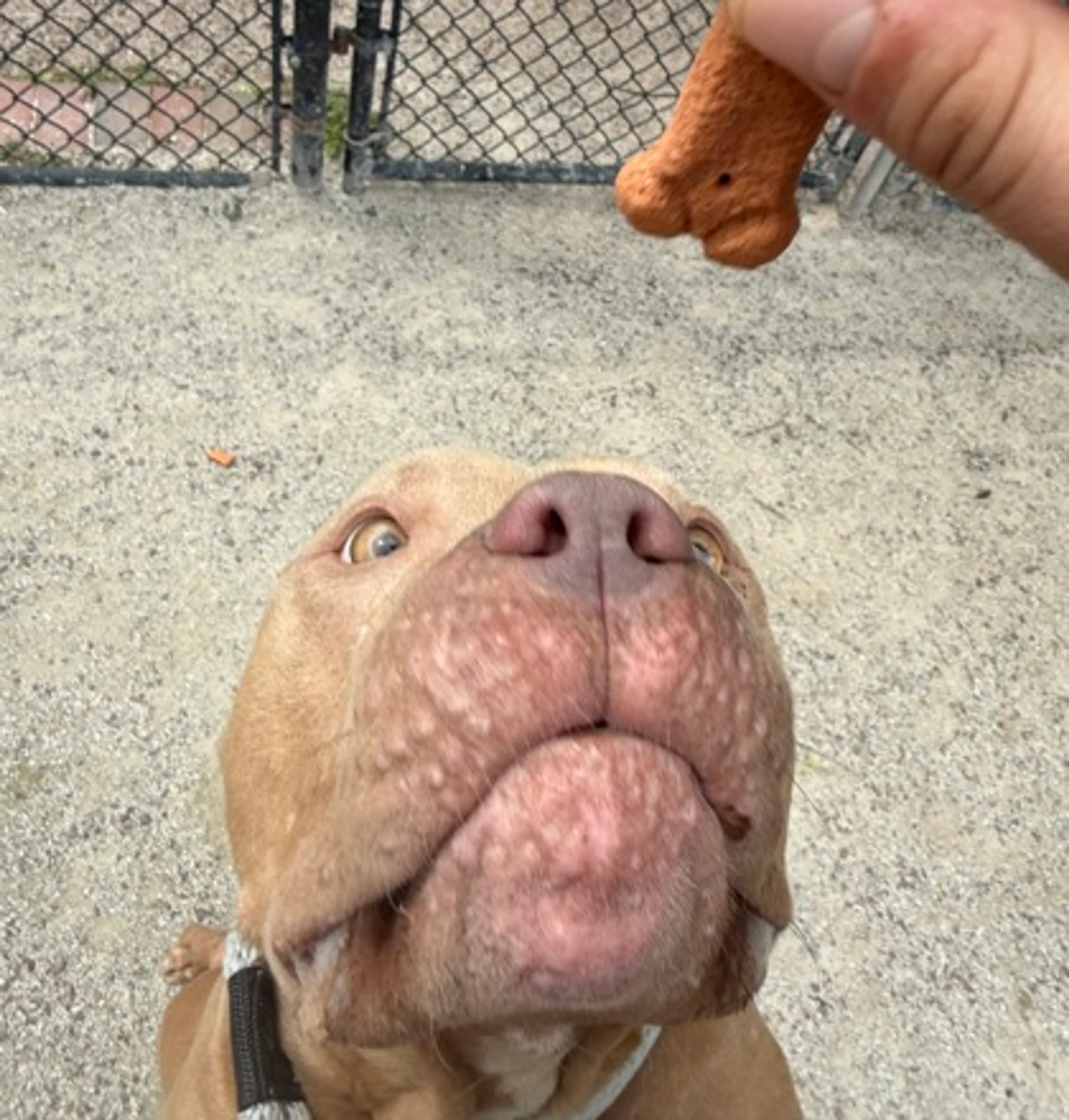 Found pet-2