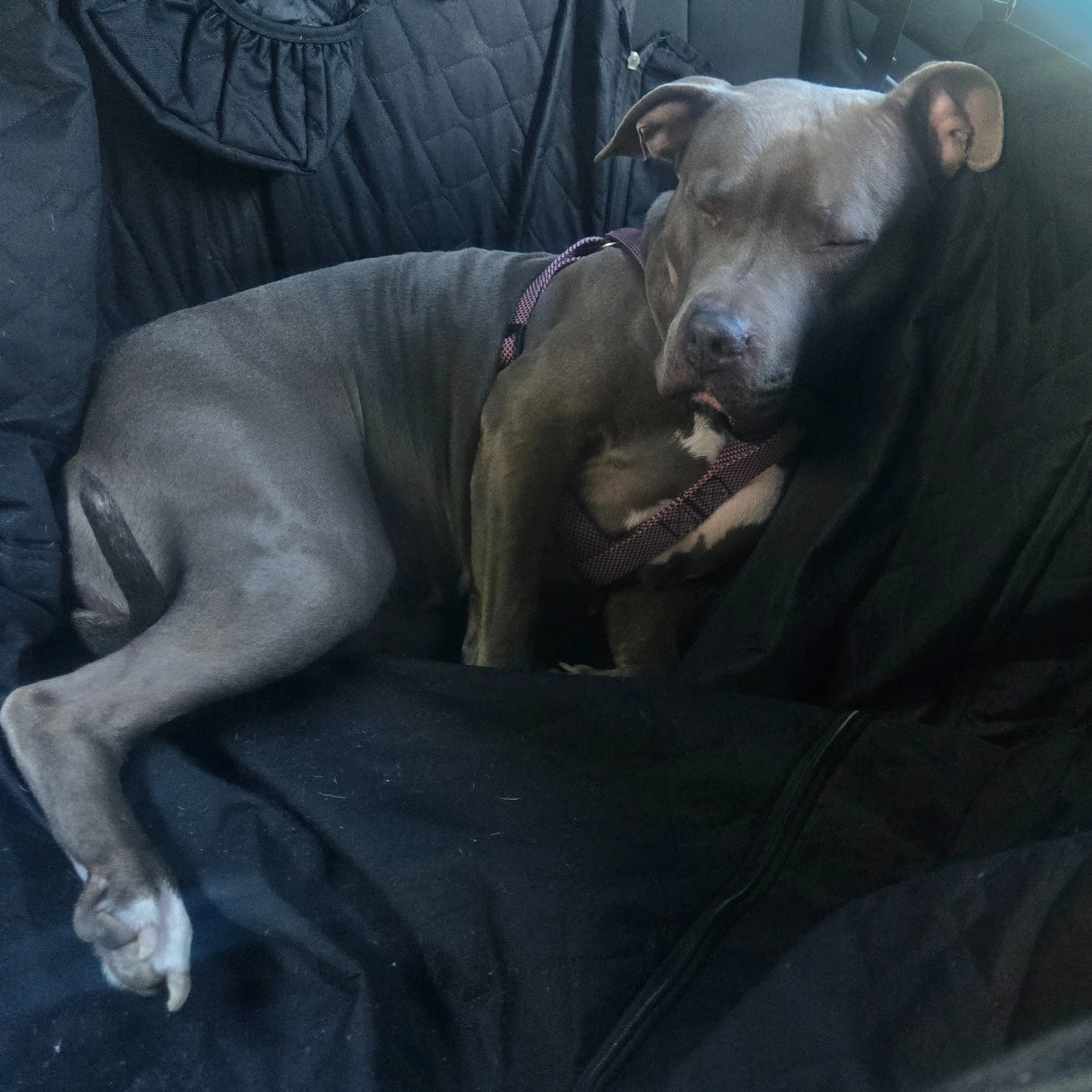 Lost pet-1