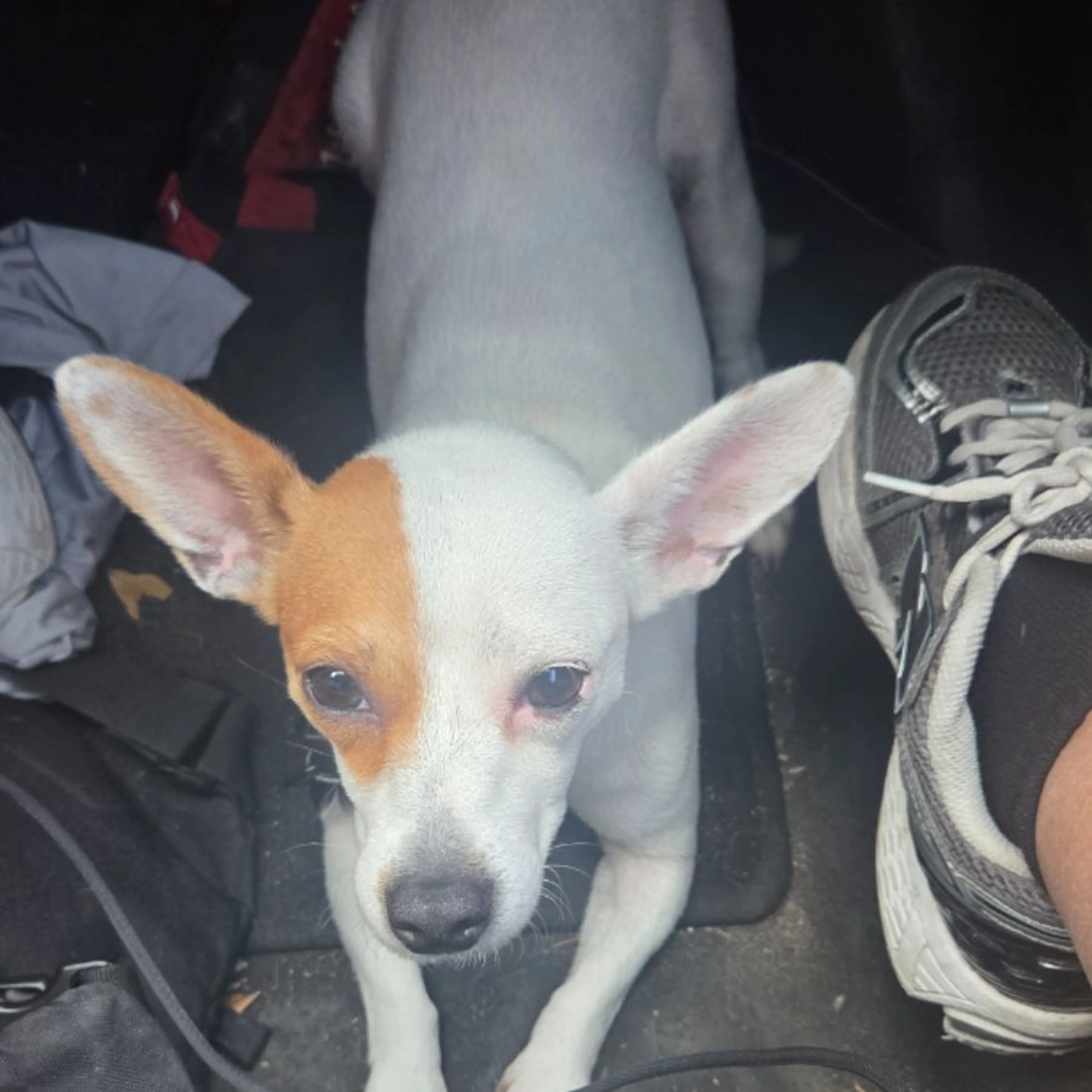 Found pet