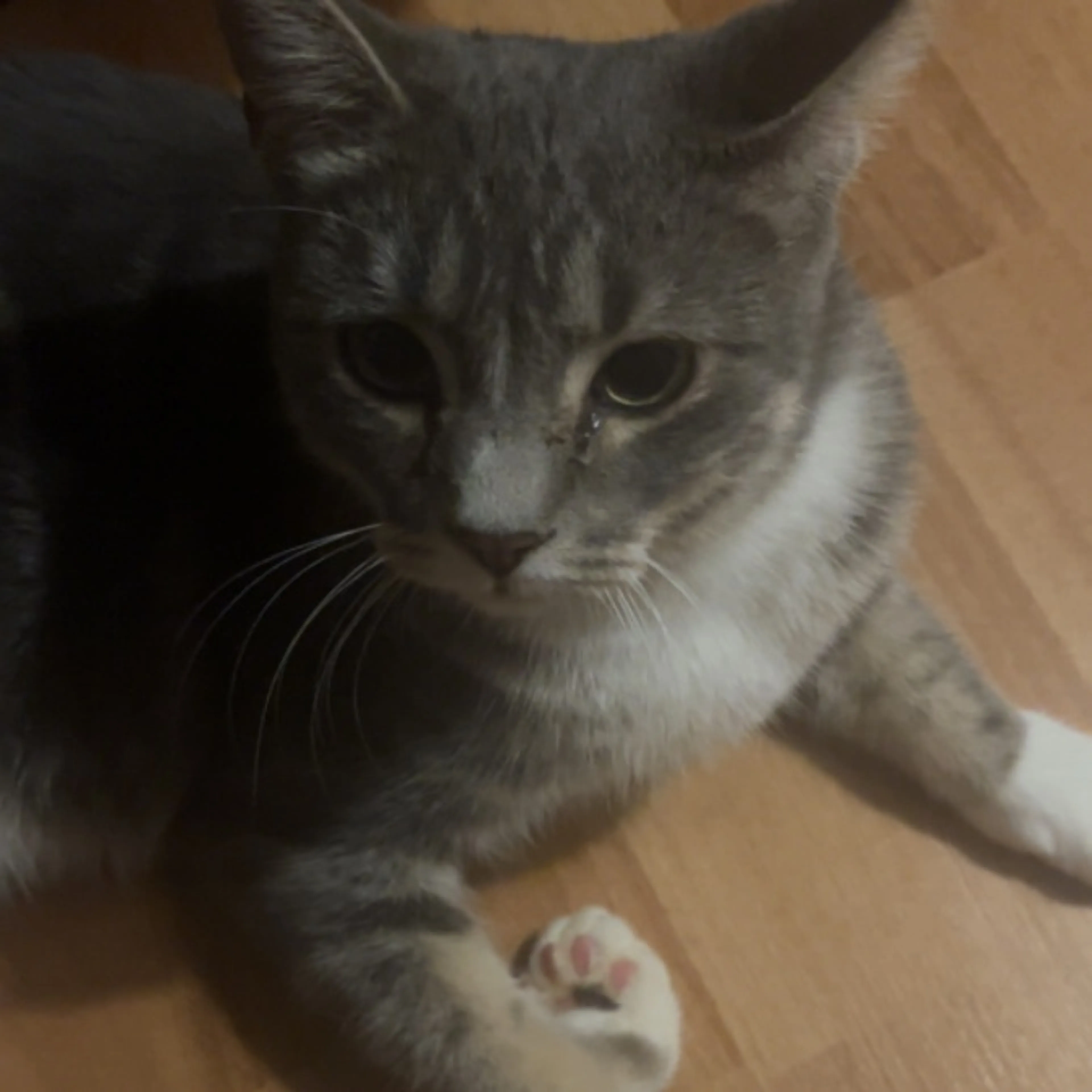 Lost pet-0