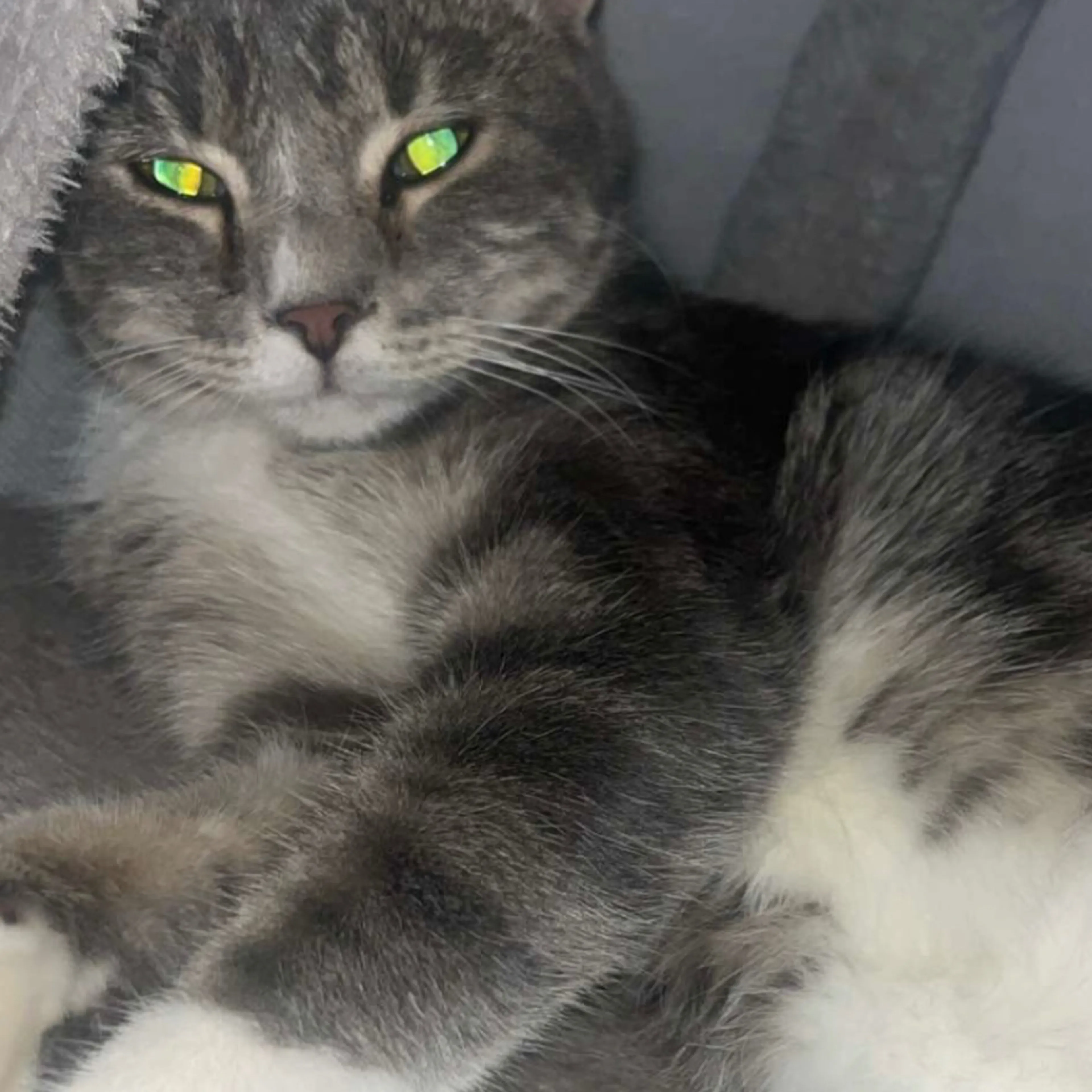 Lost pet-2